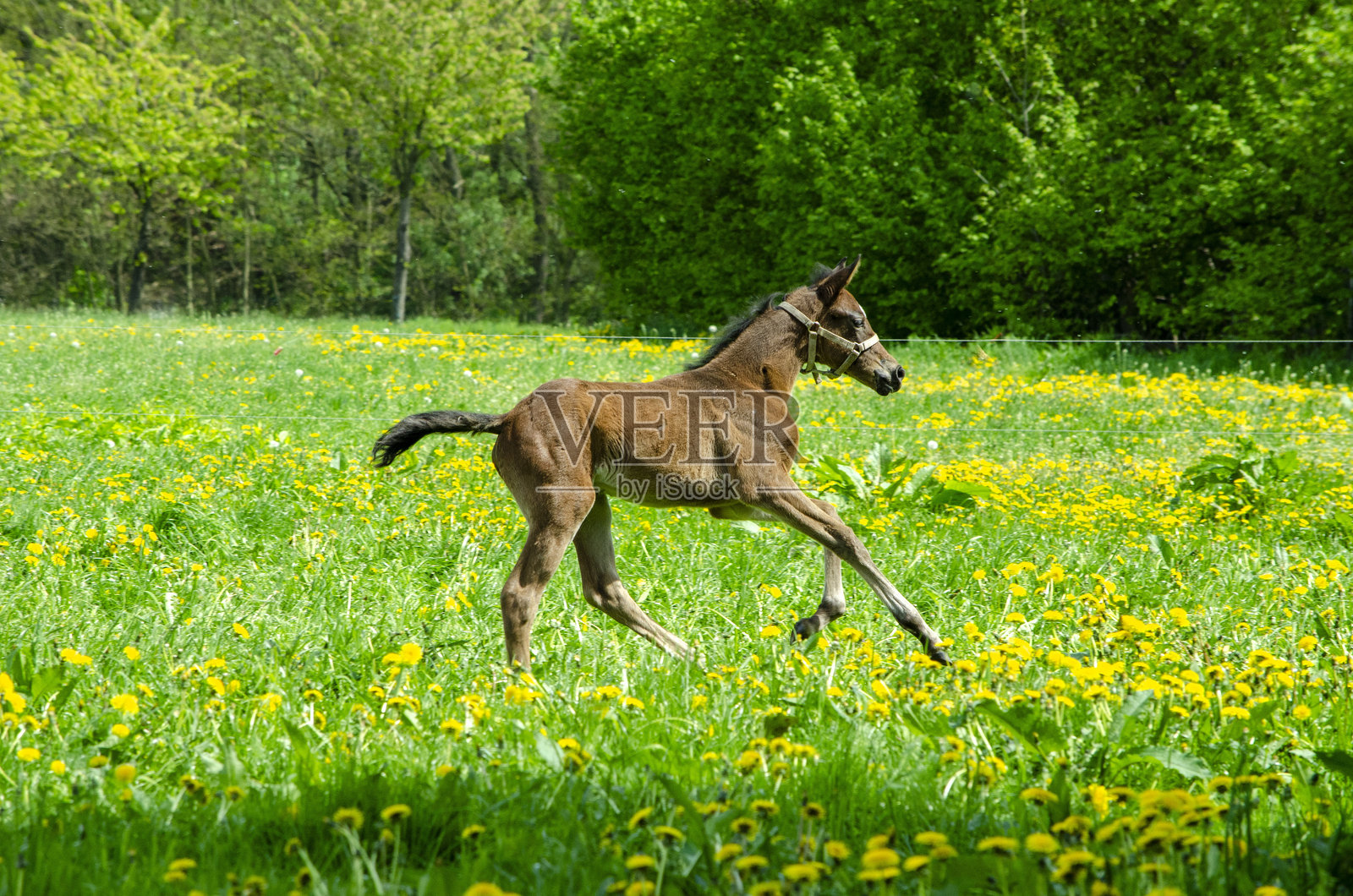 牧场上的温血马。母马和马驹照片摄影图片