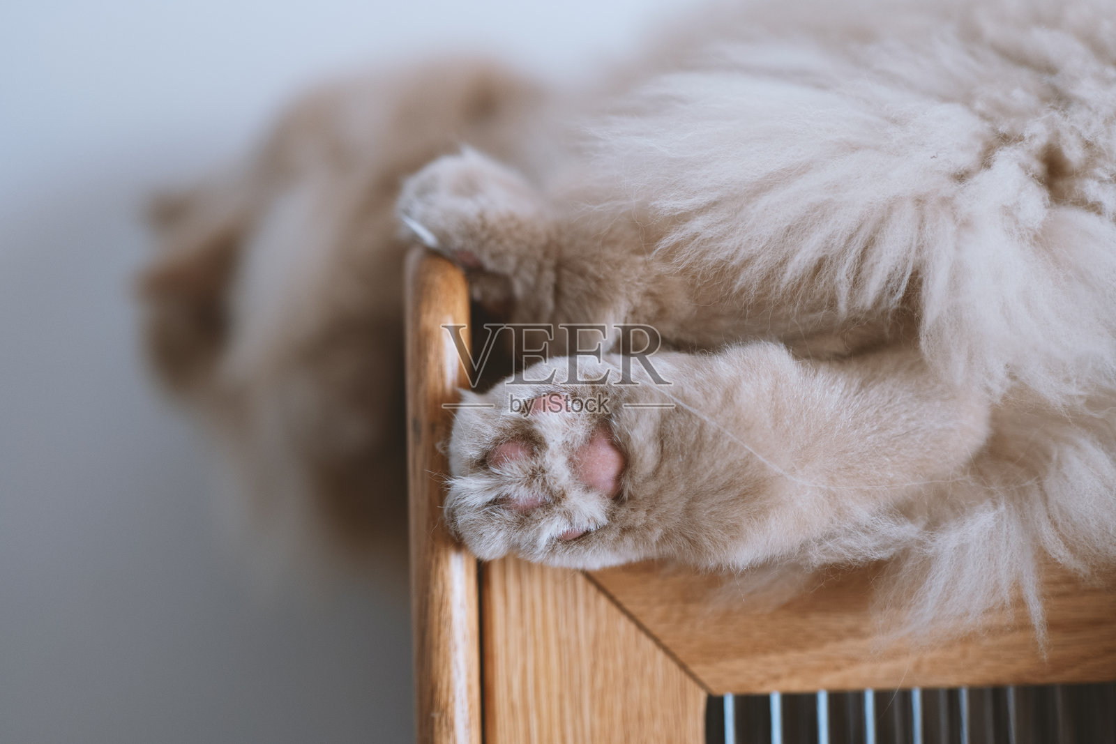 可爱的英国长毛猫在猫爬架上玩耍照片摄影图片