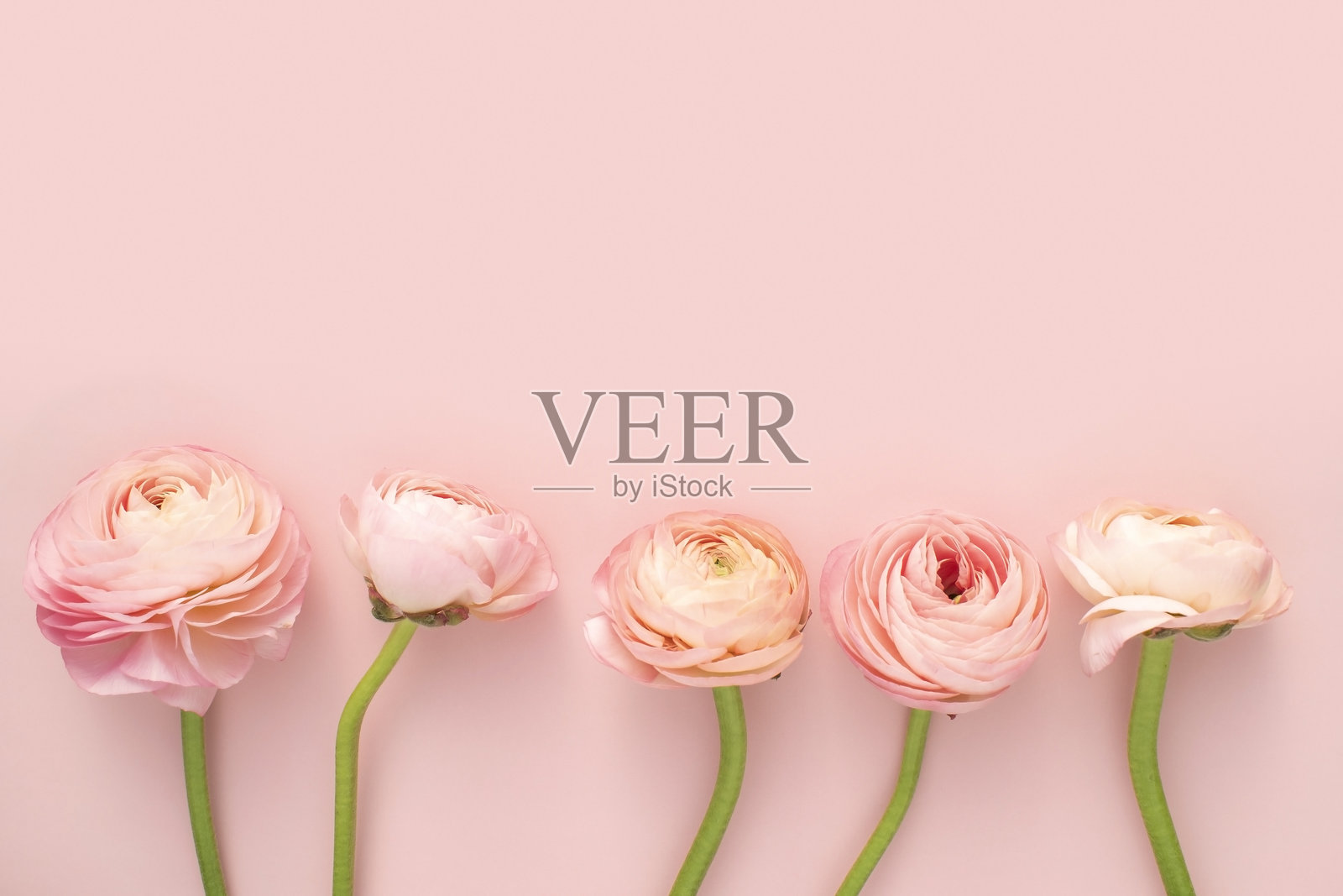 花和卡片模型照片摄影图片