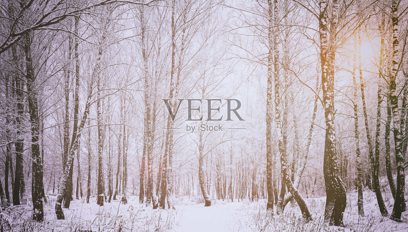 冬天下雪后，阳光透过白桦树林中白雪覆盖的白桦树树枝照进来。复古电影美学。照片摄影图片