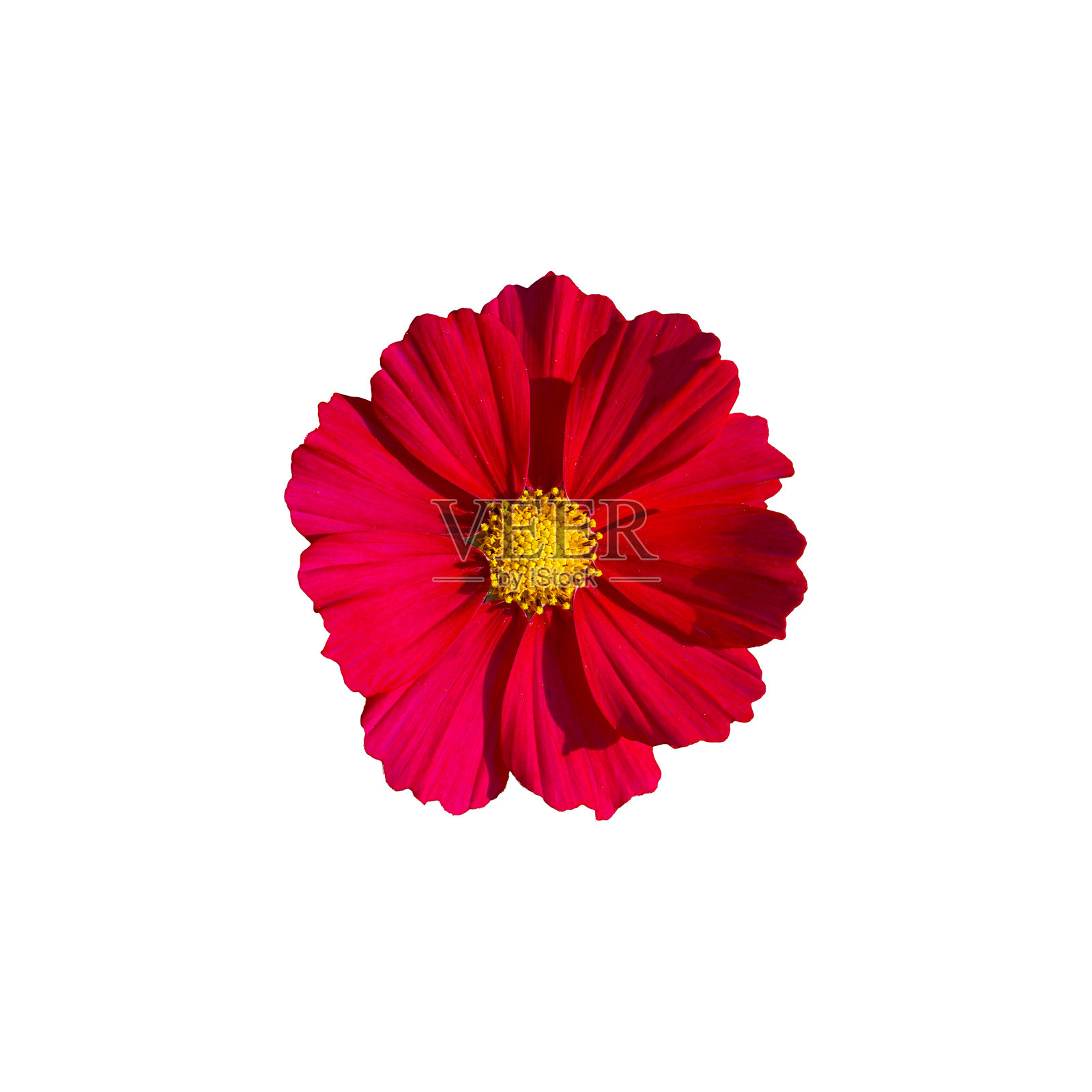 孤立的顶视图红色宇宙花在白色的背景。单层或堆叠花瓣。花瓣的尖端呈锯齿状，就像锯齿一样。在花的中心有5个雄蕊和1个雌蕊。照片摄影图片