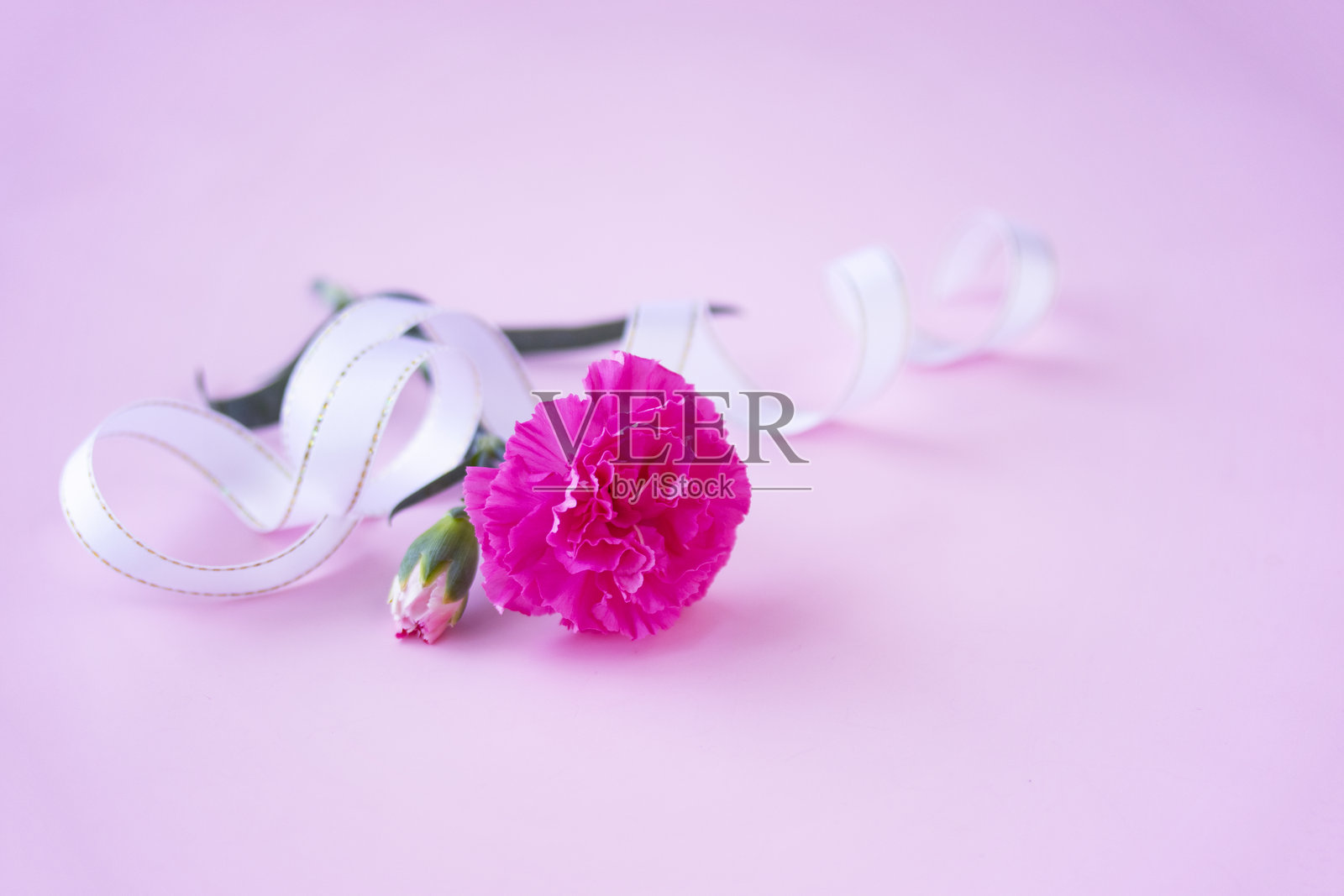 母亲节快乐!/粉红色康乃馨和白色丝带，粉红色背景。照片摄影图片