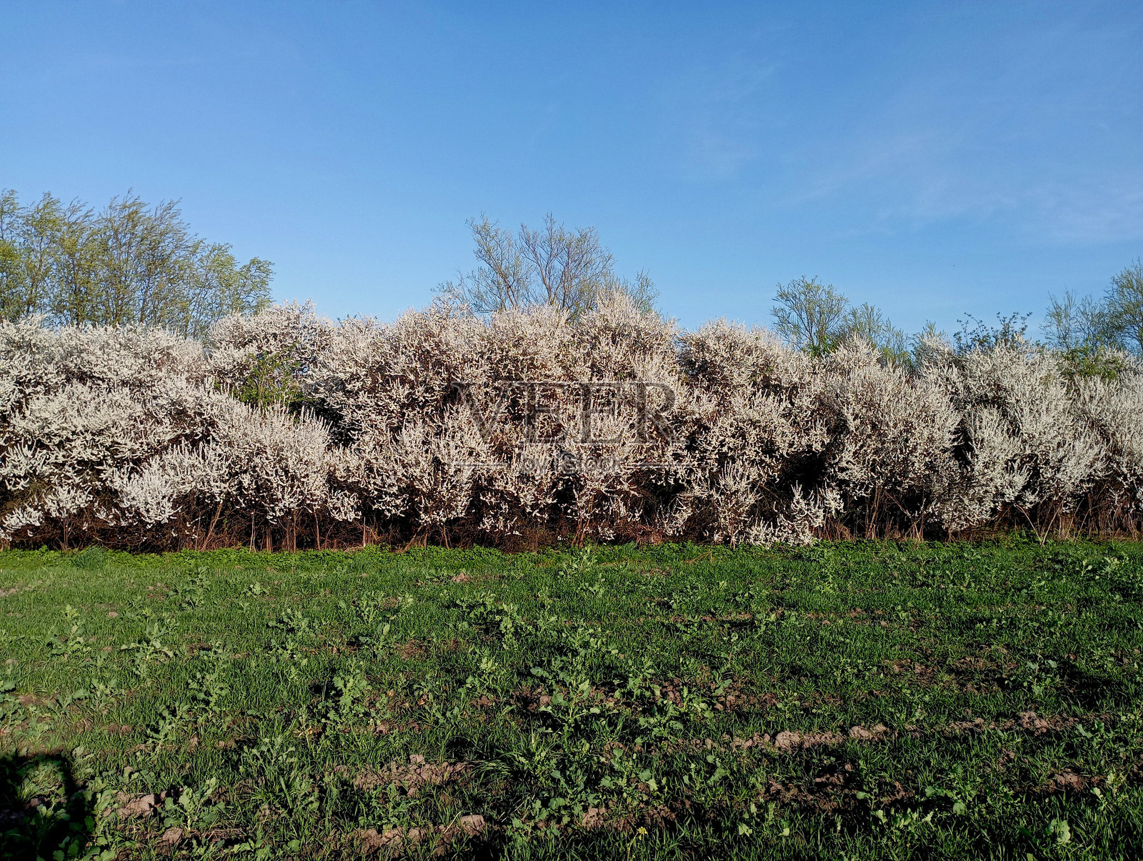 地平线上是一片春天的景色，一丛丛盛开着白花，前面是一片铺满嫩绿小草的草坪，上面是美丽的蓝天。照片摄影图片