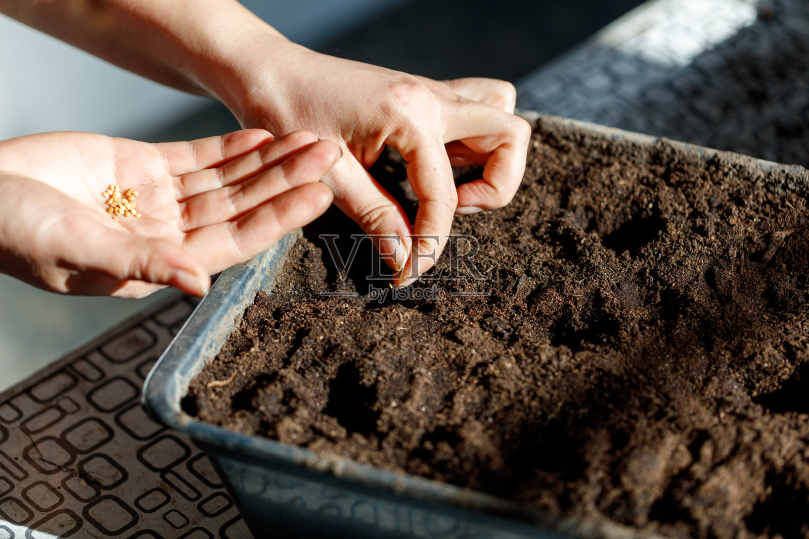 一个人在小容器里种植种子照片摄影图片
