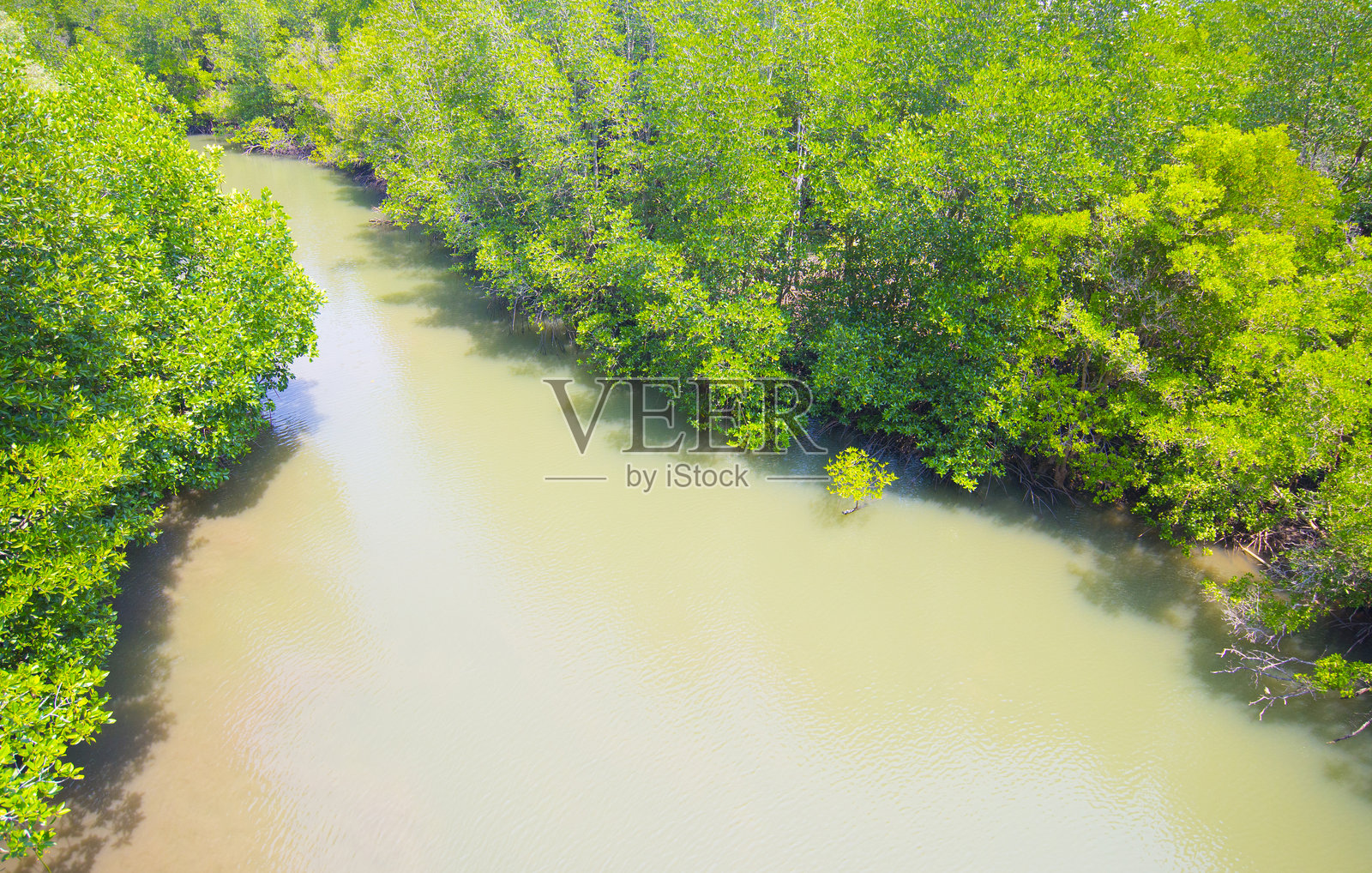 独特的红树林景观。热带绿色海湾生态系统照片摄影图片