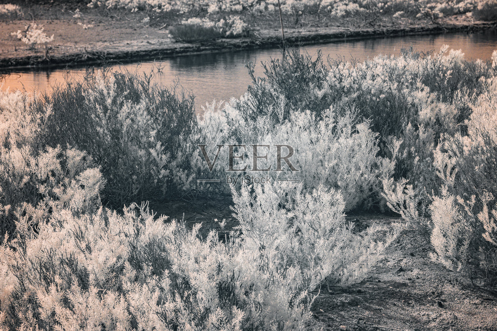 红外摄影，展现一幅风景，画面中有一片水域，可能是河流或池塘，周围被植被环绕，主要是灌木和灌木丛。照片摄影图片