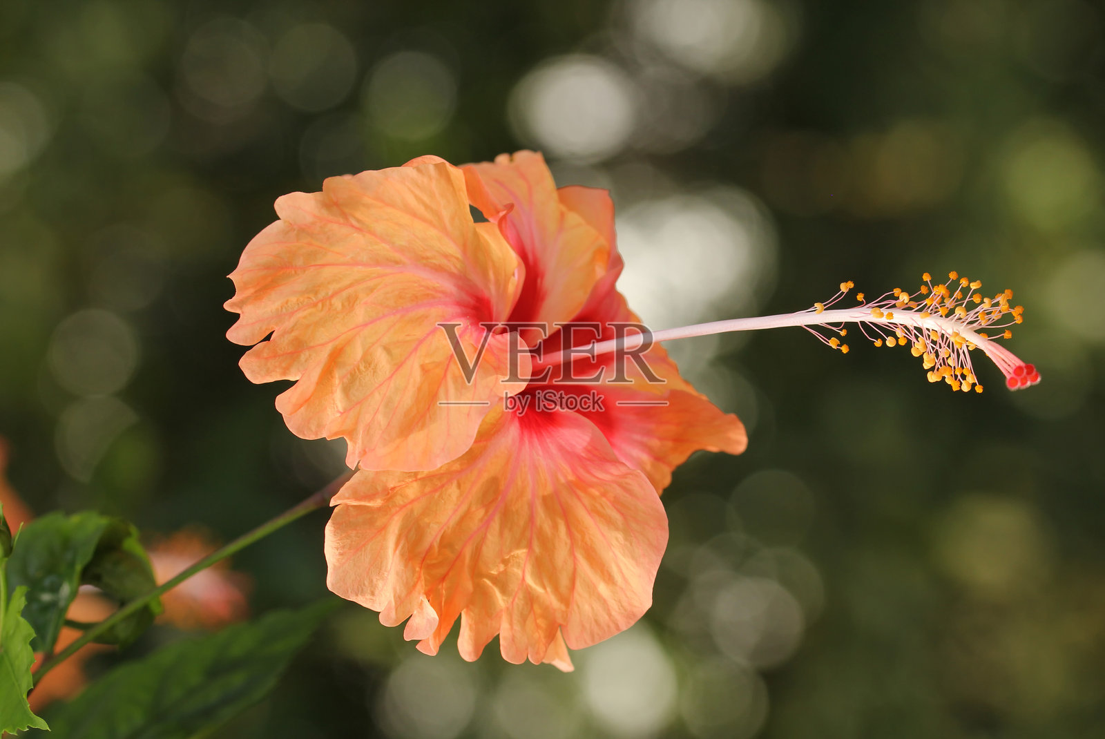 橙色木槿花在绿色背景上。位于热带花园中。照片摄影图片