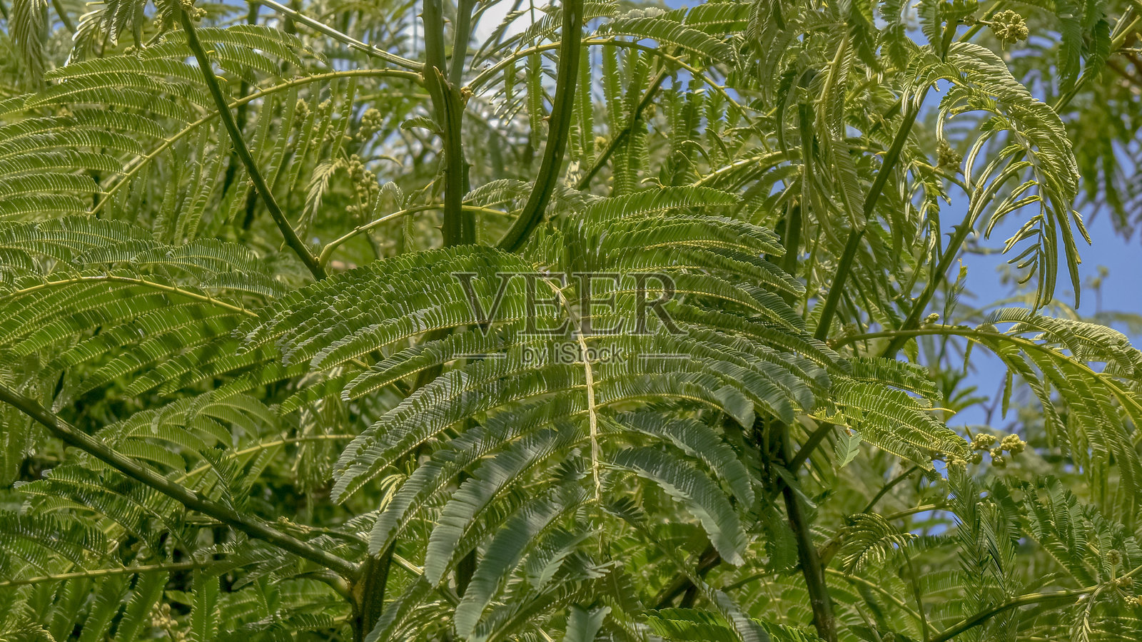 灌木丛，绿色，蓝天照片摄影图片