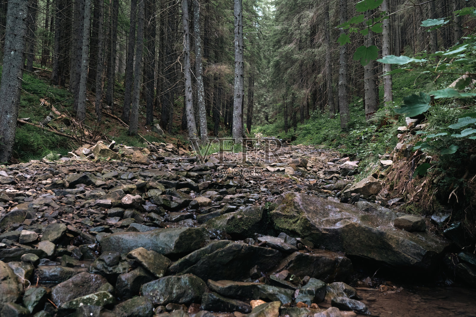 一条干涸的溪床布满了大石头，穿过茂密的松树林。照片摄影图片