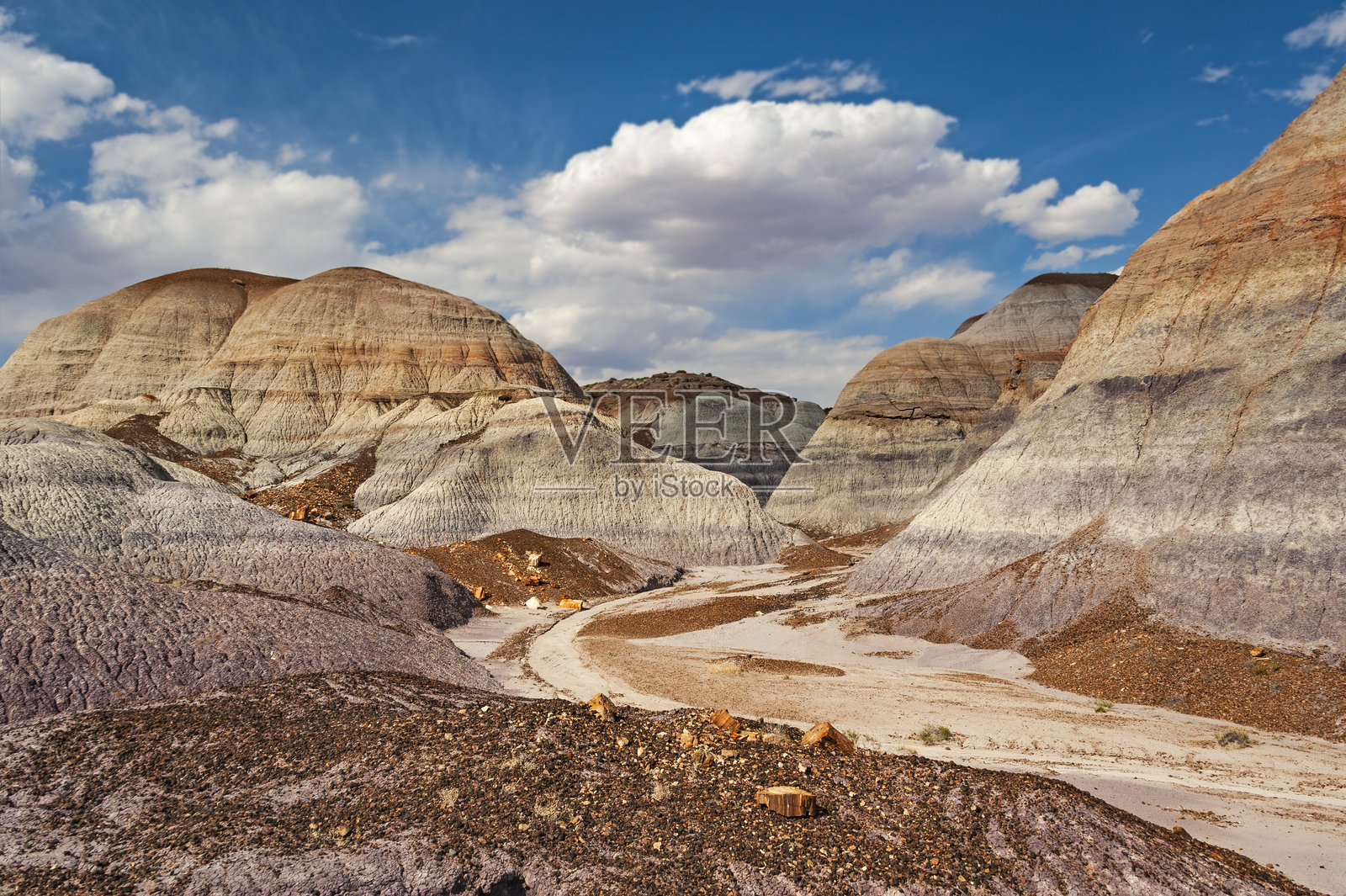 石化森林国家公园照片摄影图片