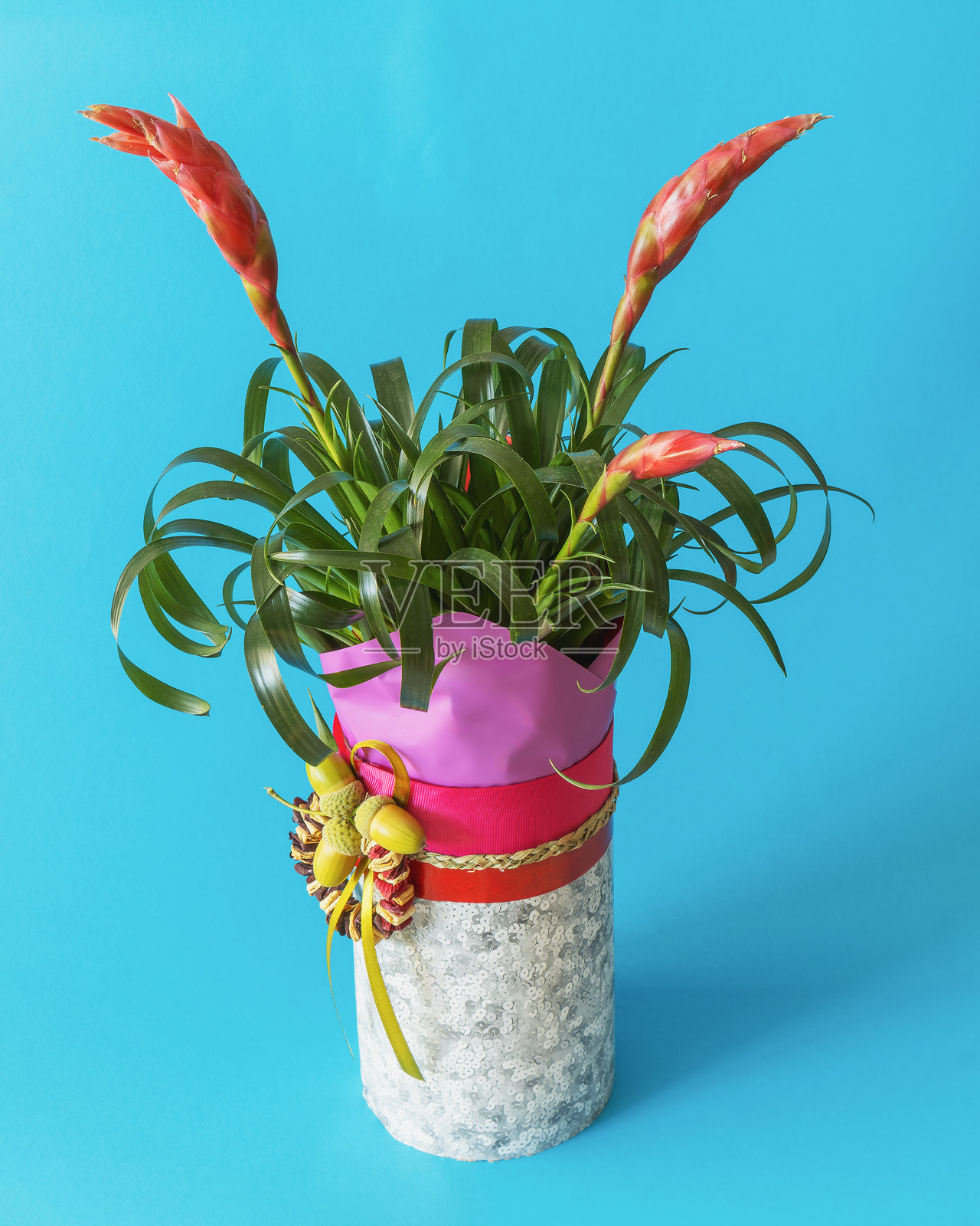 蓝色背景上的凤梨花或美丽的维里西亚花照片摄影图片