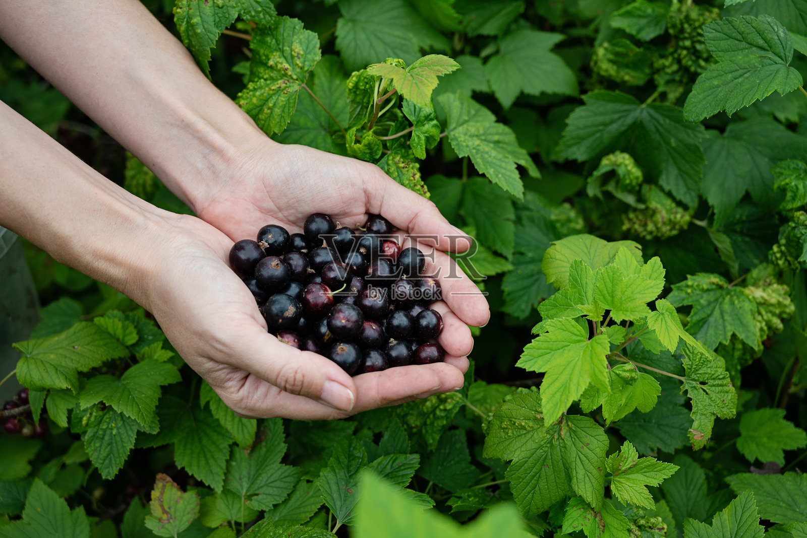 手握新鲜采摘的黑醋栗，背景是郁郁葱葱的花园环境照片摄影图片