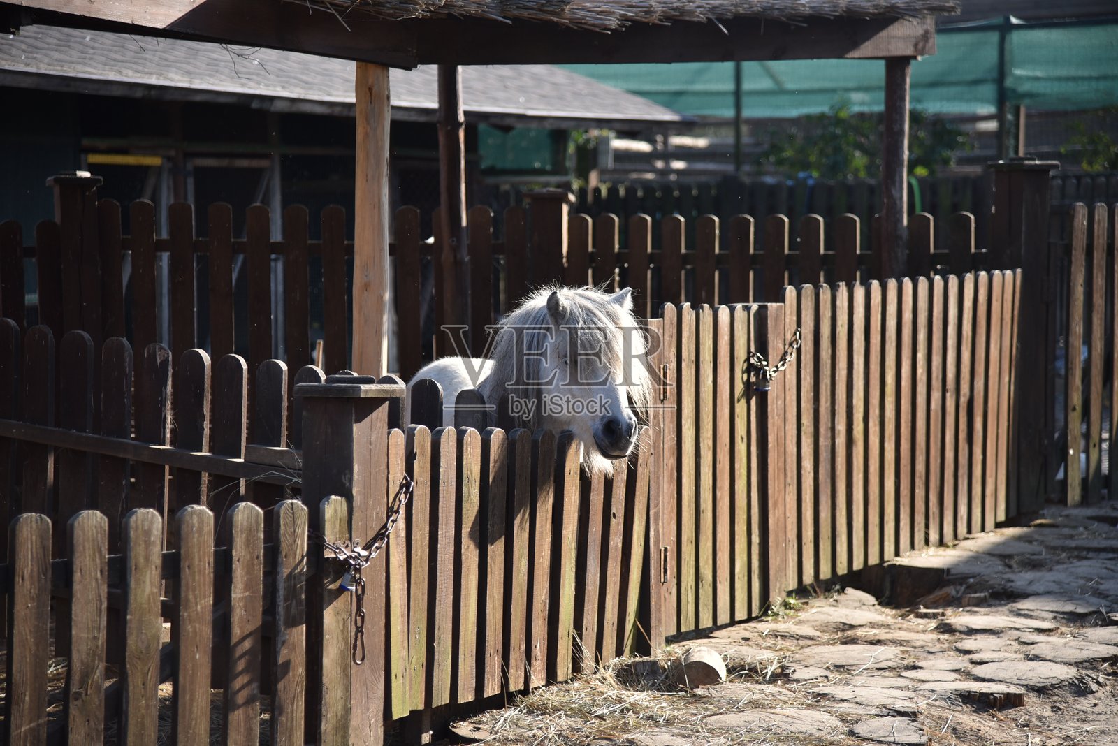 一匹白色斑点的小马站在乡村风格公园的栅栏后面照片摄影图片