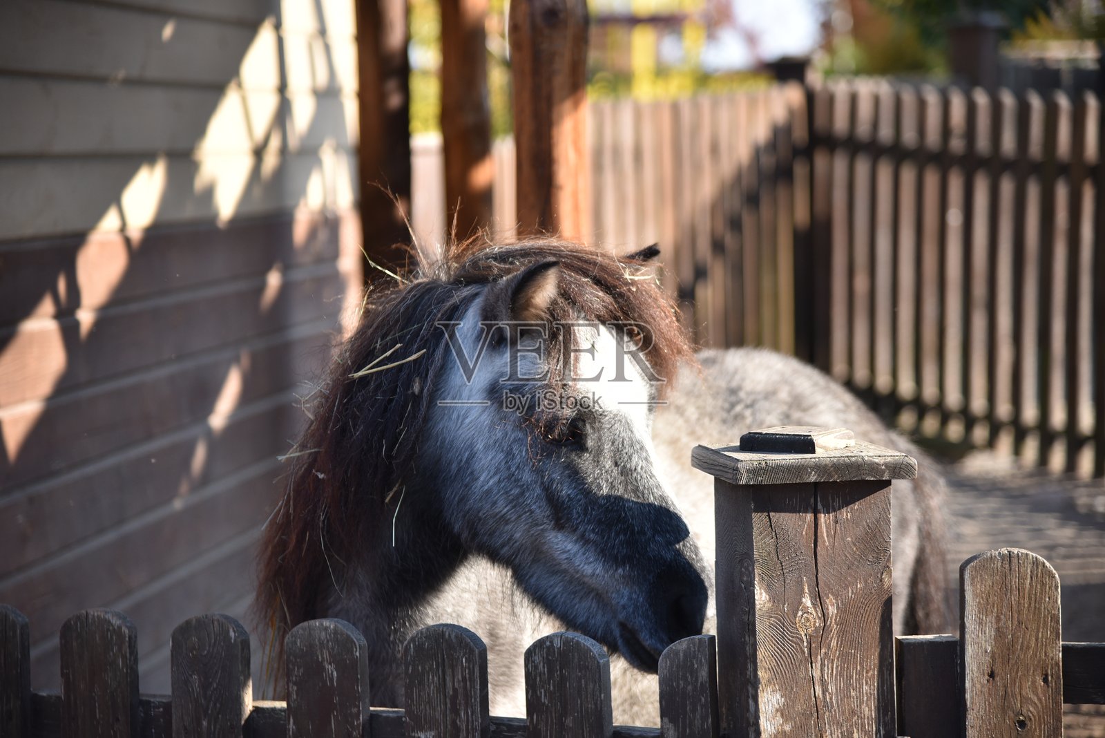 一匹灰色的小马在郊区公园的栅栏外张望照片摄影图片