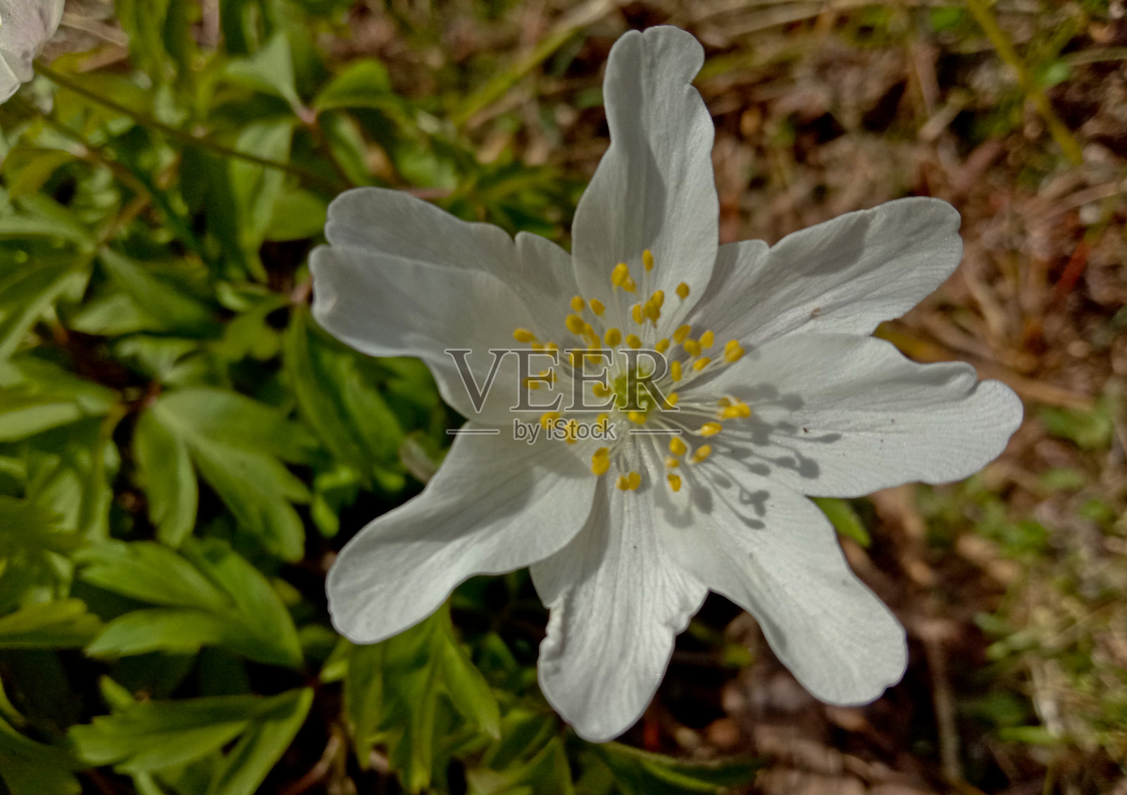 Anemone nemorosa.照片摄影图片