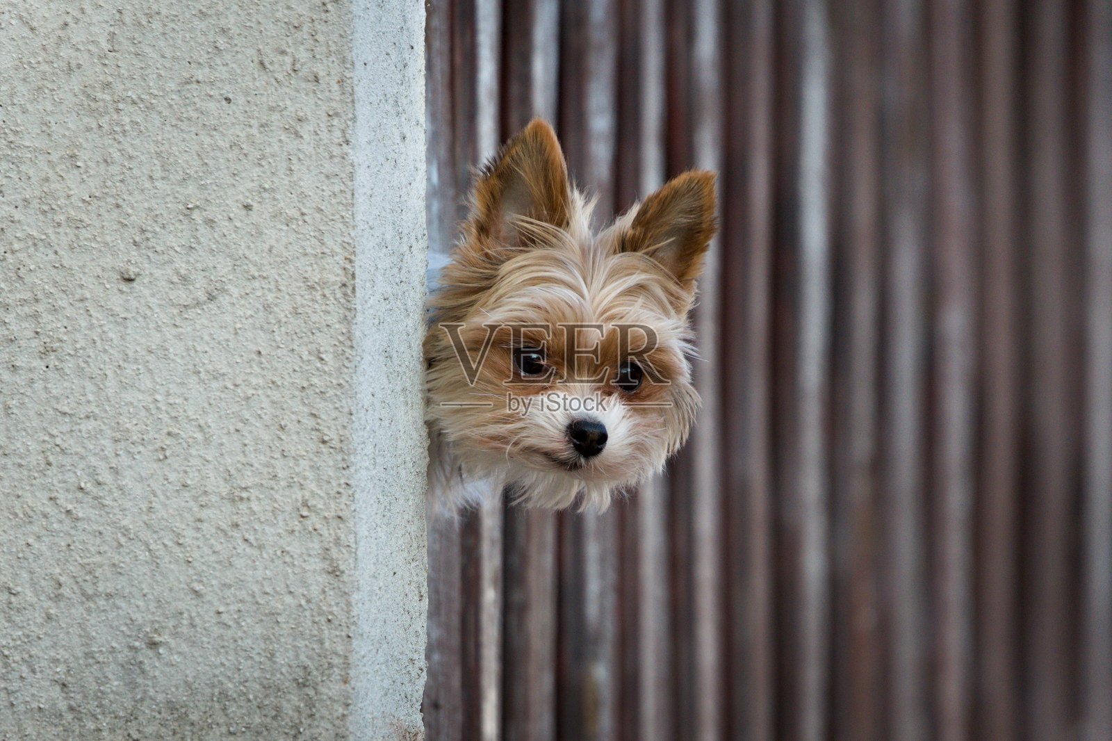 小型犬种约克夏梗的肖像。照片摄影图片