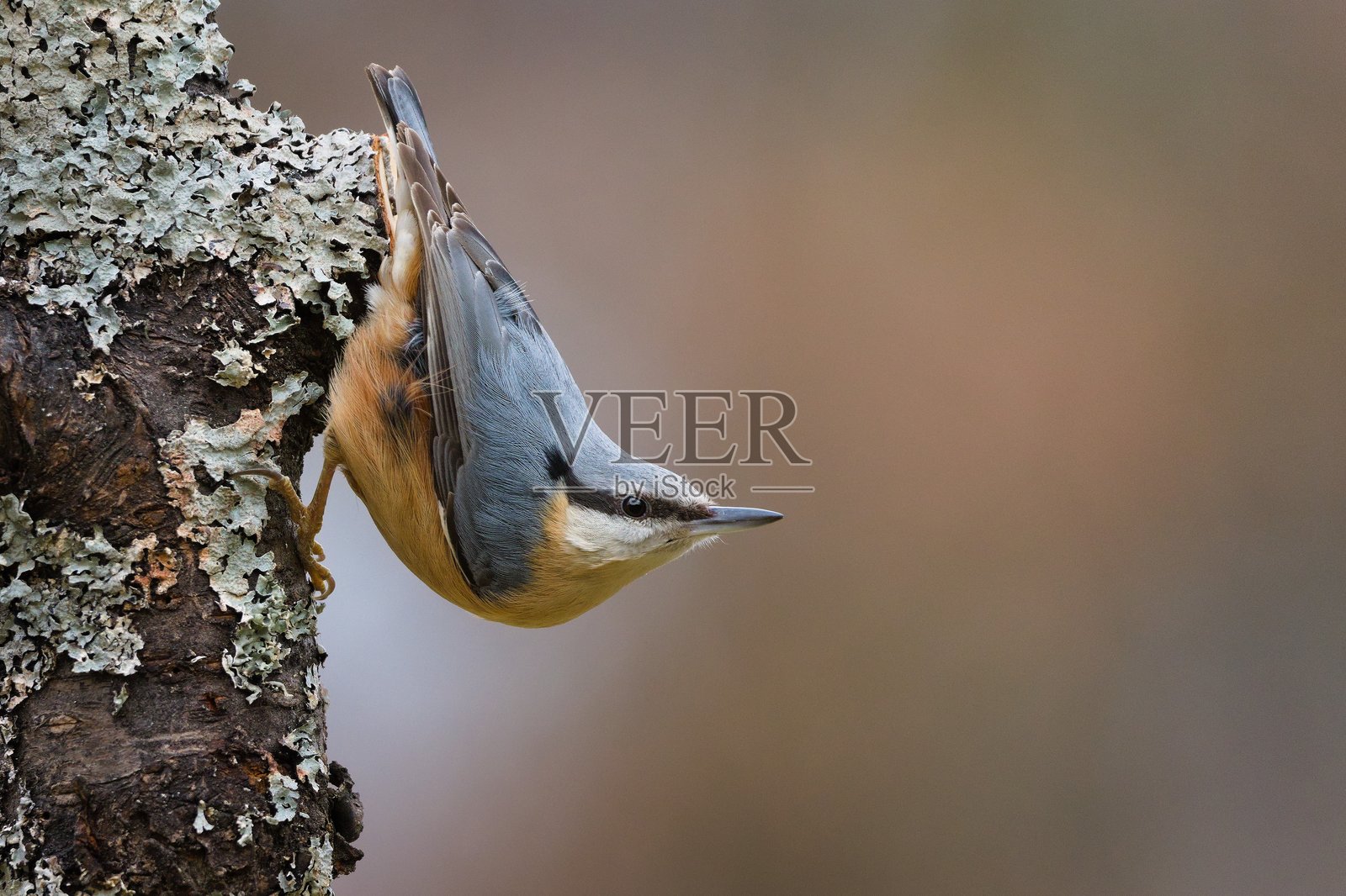 常见鸟类欧洲山雀（Sitta europaea）正倒挂在树上爬行。照片摄影图片