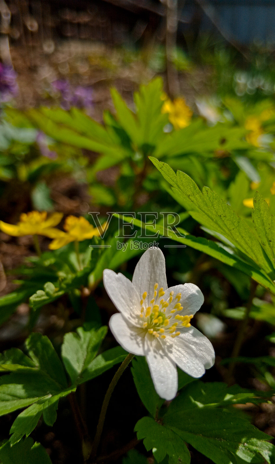 林间银莲花照片摄影图片