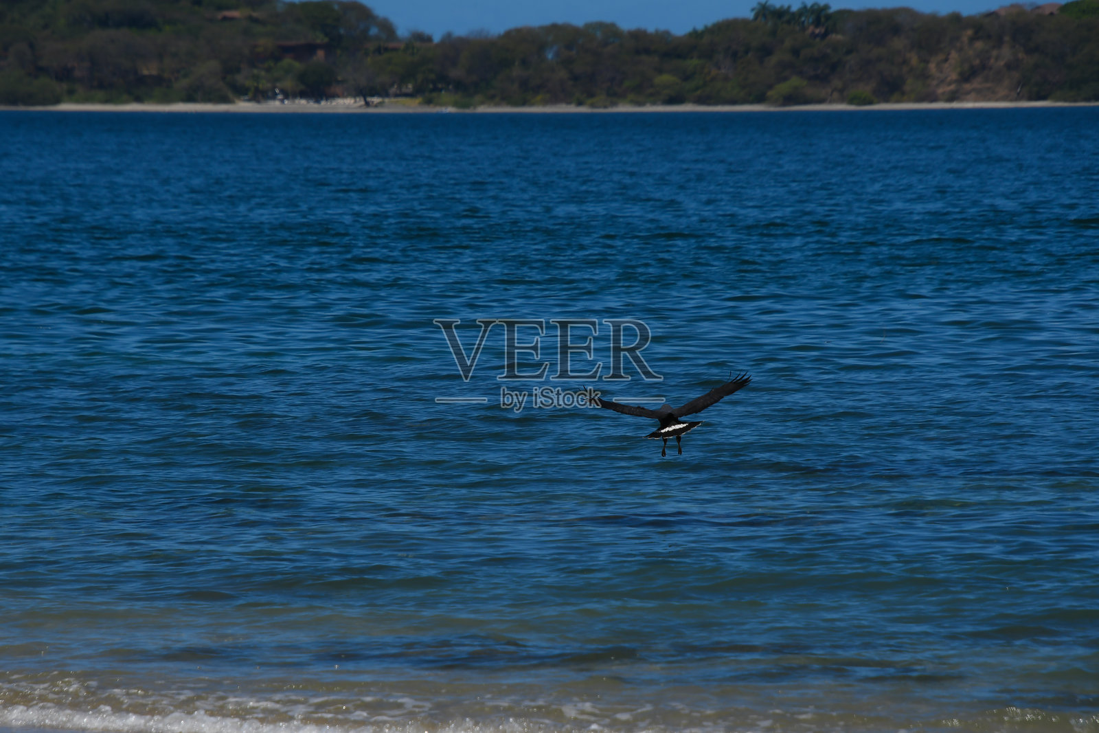 美丽的黑色猎鹰捕捉鱼类的标本照片摄影图片