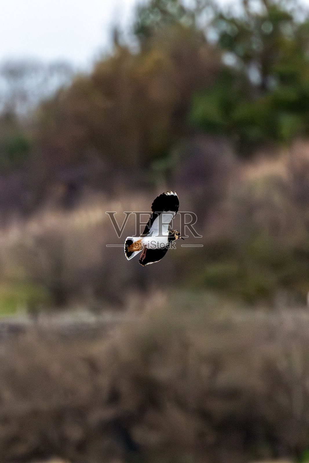 北方燕鸥（Vanellus vanellus）在都柏林的公牛岛 - 欧洲常见鸟类照片摄影图片
