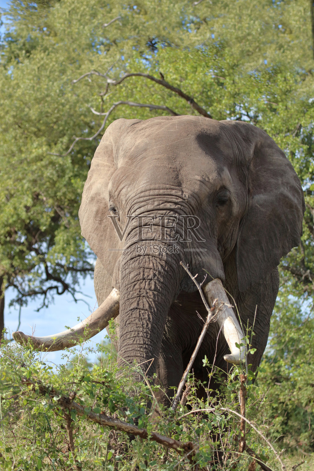 非洲象 / 非洲象 / 非洲象照片摄影图片