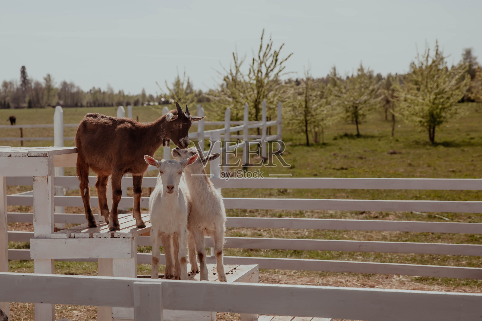 农场里圈舍中的母山羊和小山羊照片摄影图片