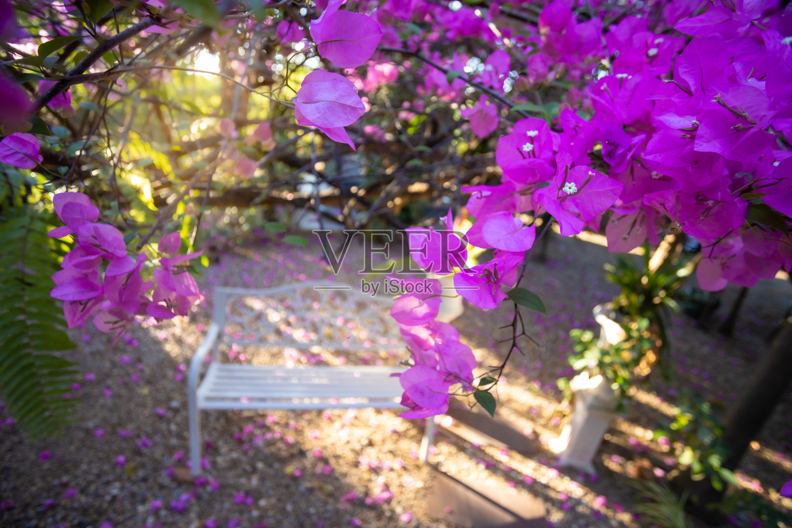 粉色的九重葛伞下，白色椅子的美丽照片摄影图片