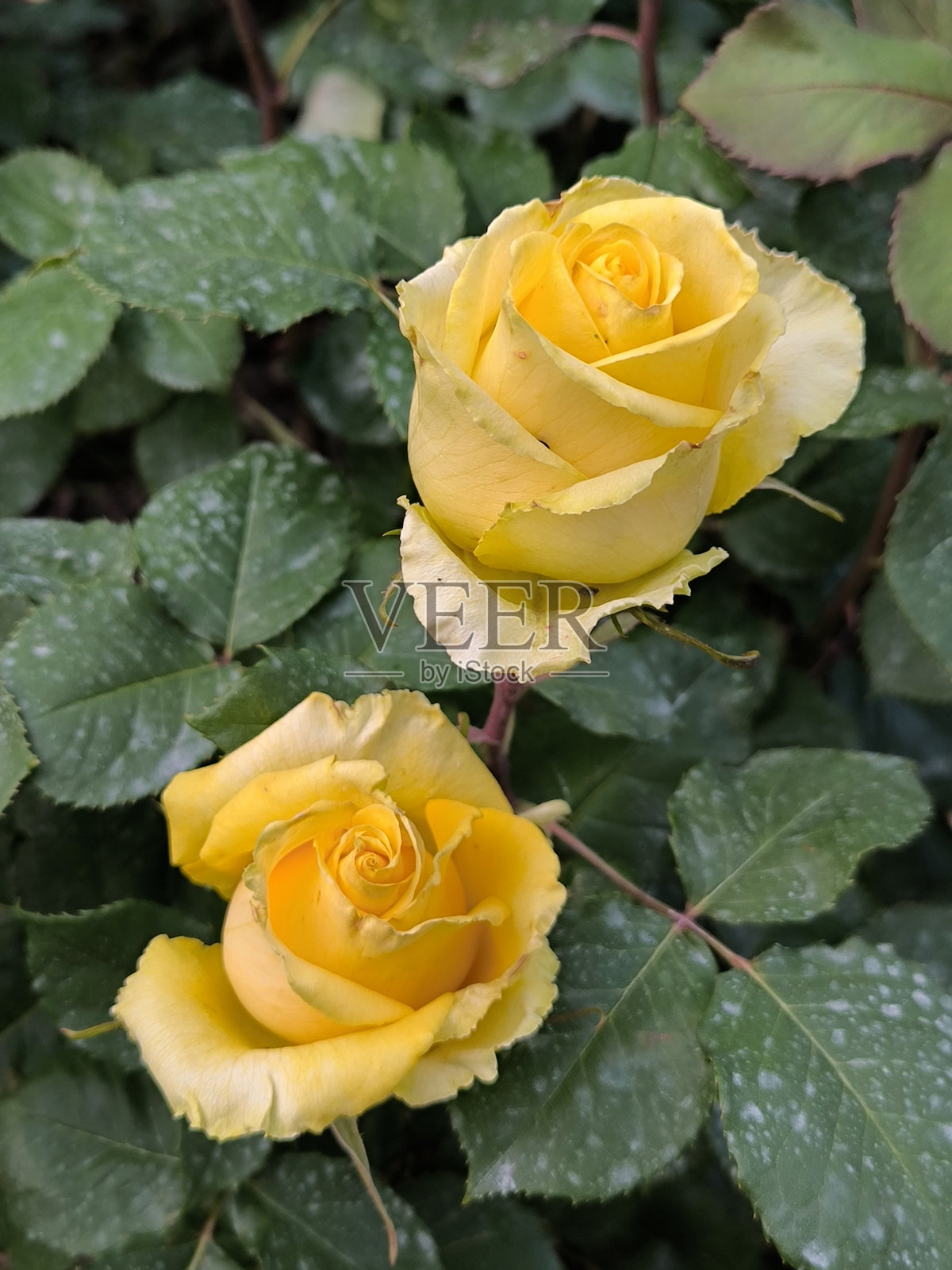 花园中盛开的黄色玫瑰照片摄影图片