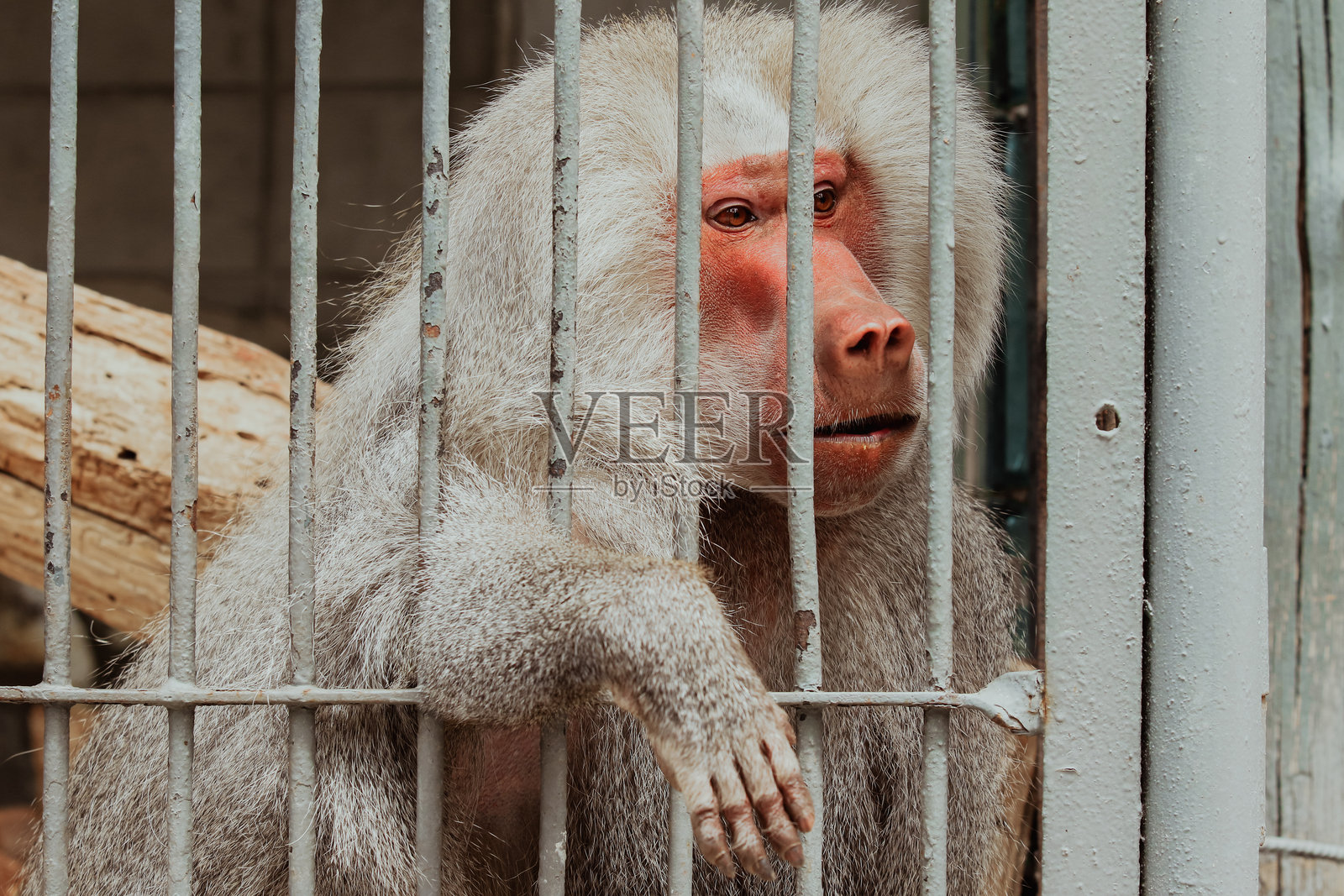 一只狒狒在阳光明媚的下午游览时，安静地休息在动物园的围栏内照片摄影图片