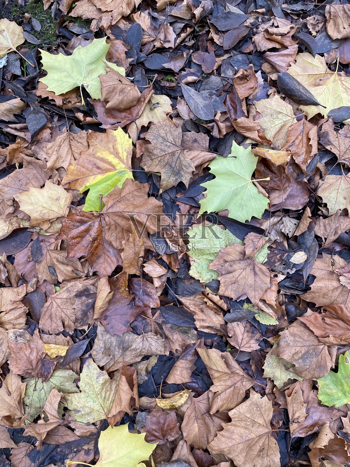 各种秋天的树叶照片摄影图片