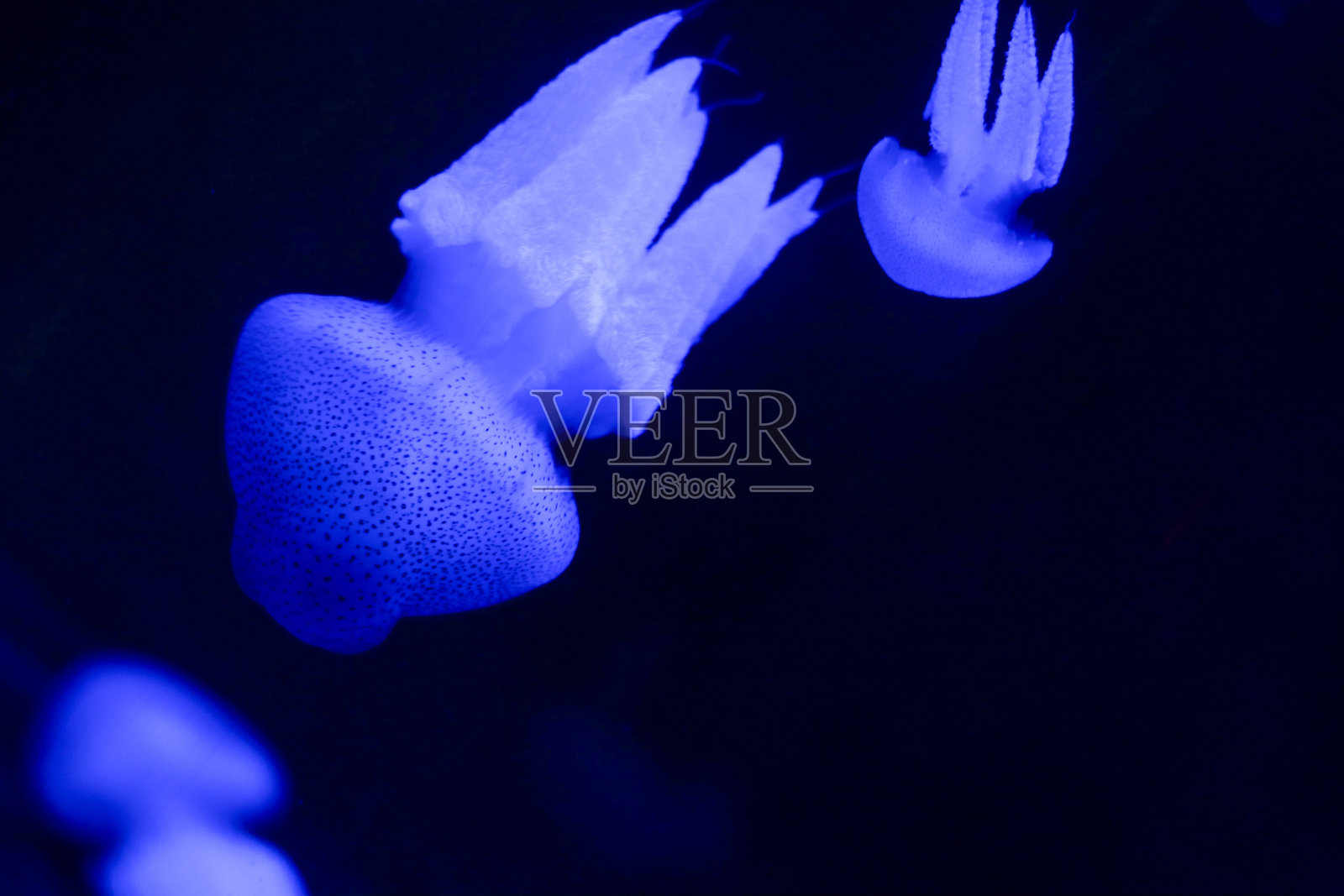 水母的异世界光辉照片摄影图片