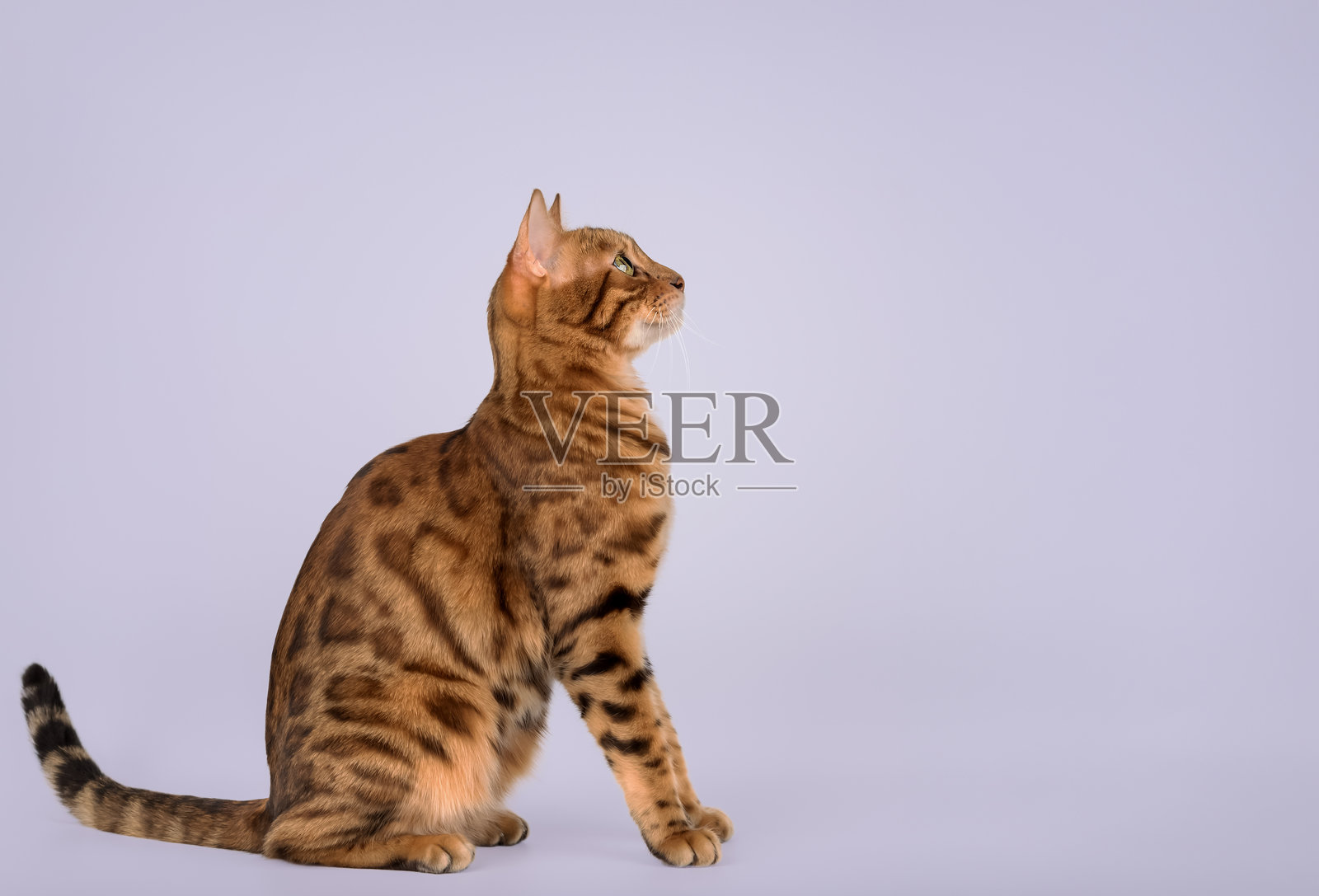 孟加拉猫的侧面肖像。照片摄影图片