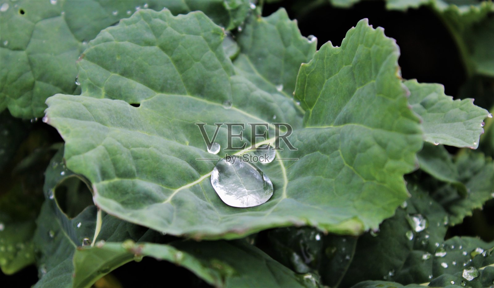 绿叶上的水滴照片摄影图片