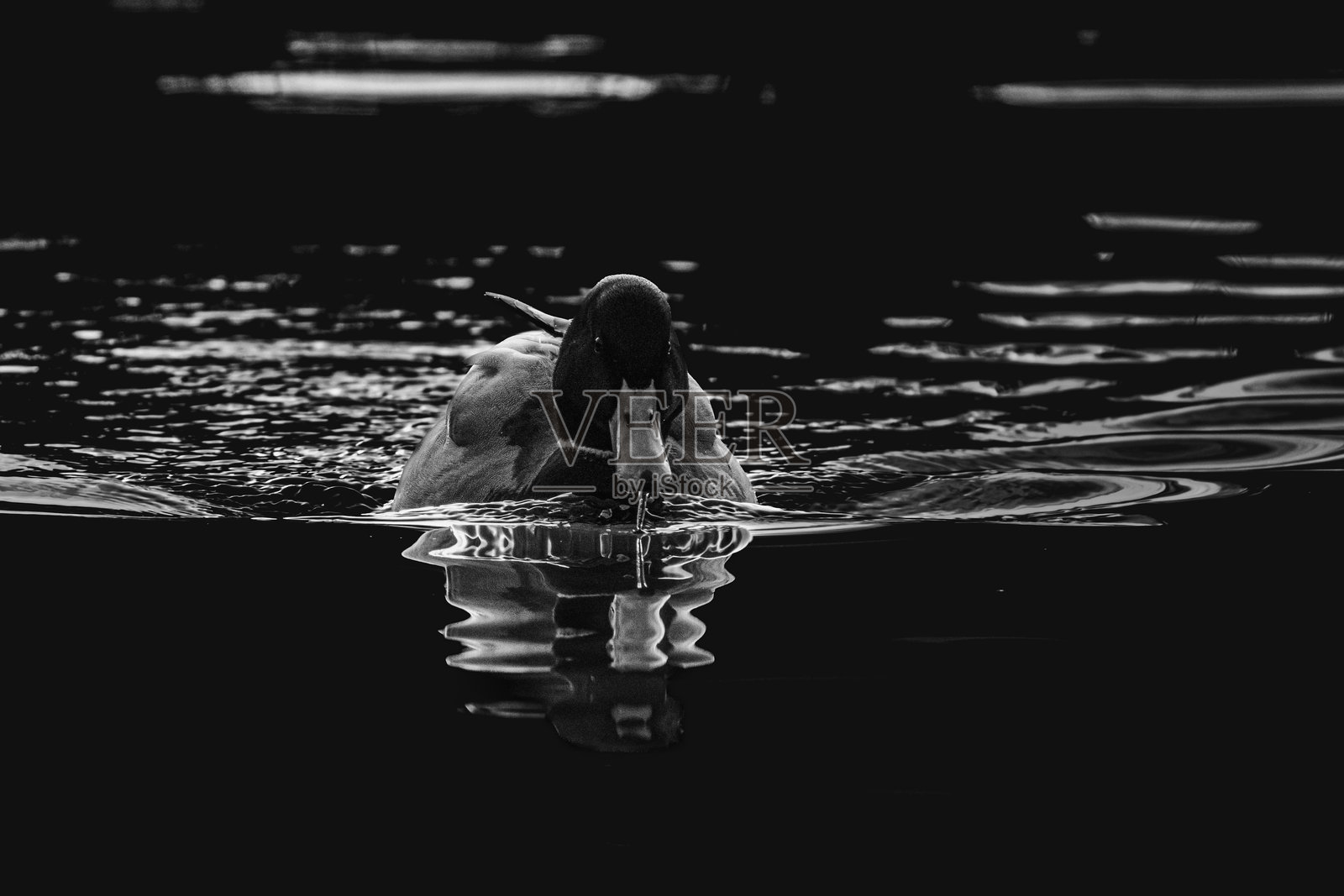 晨光下的池塘表面上的野鸭照片摄影图片