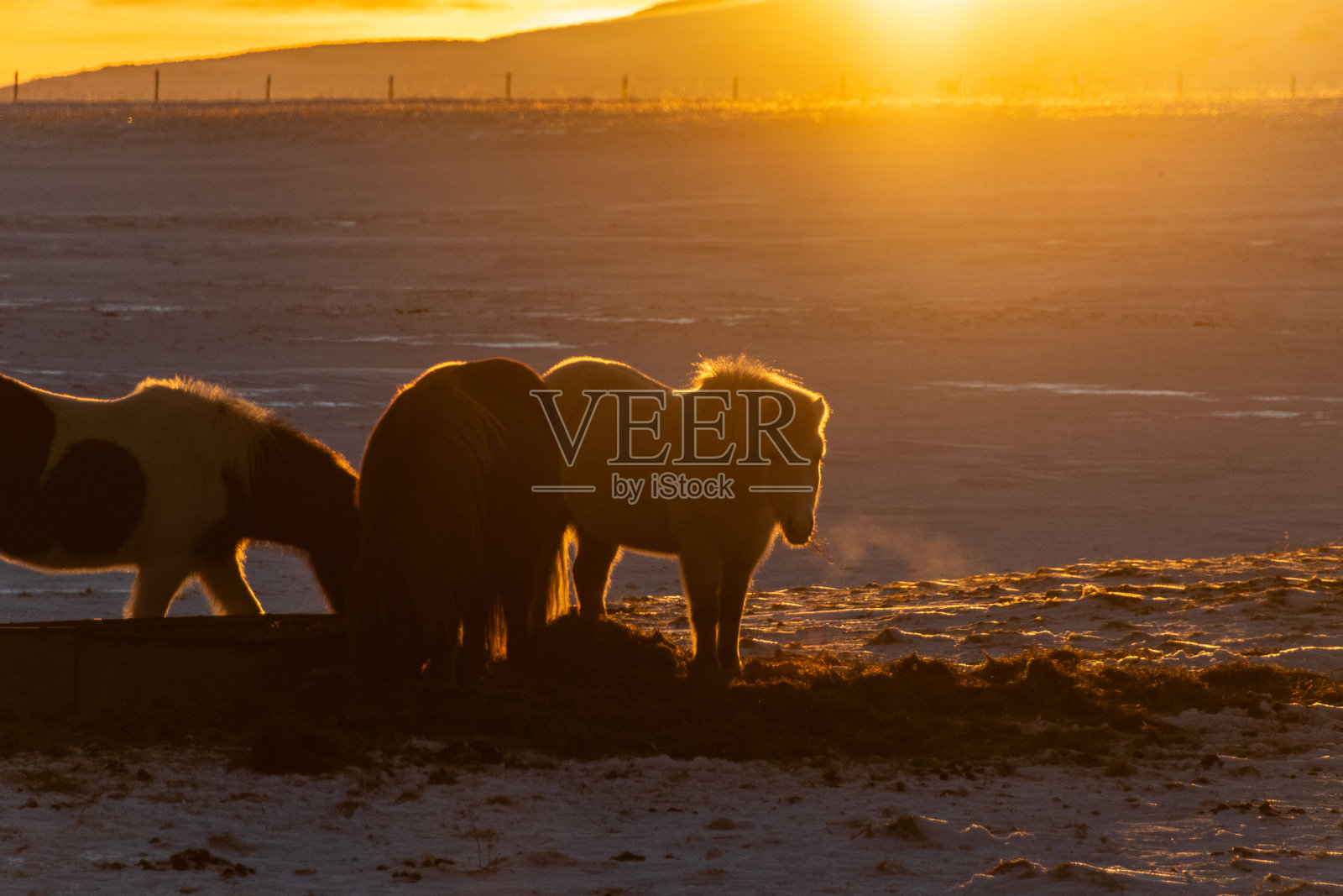 冰岛马在雪中照片摄影图片