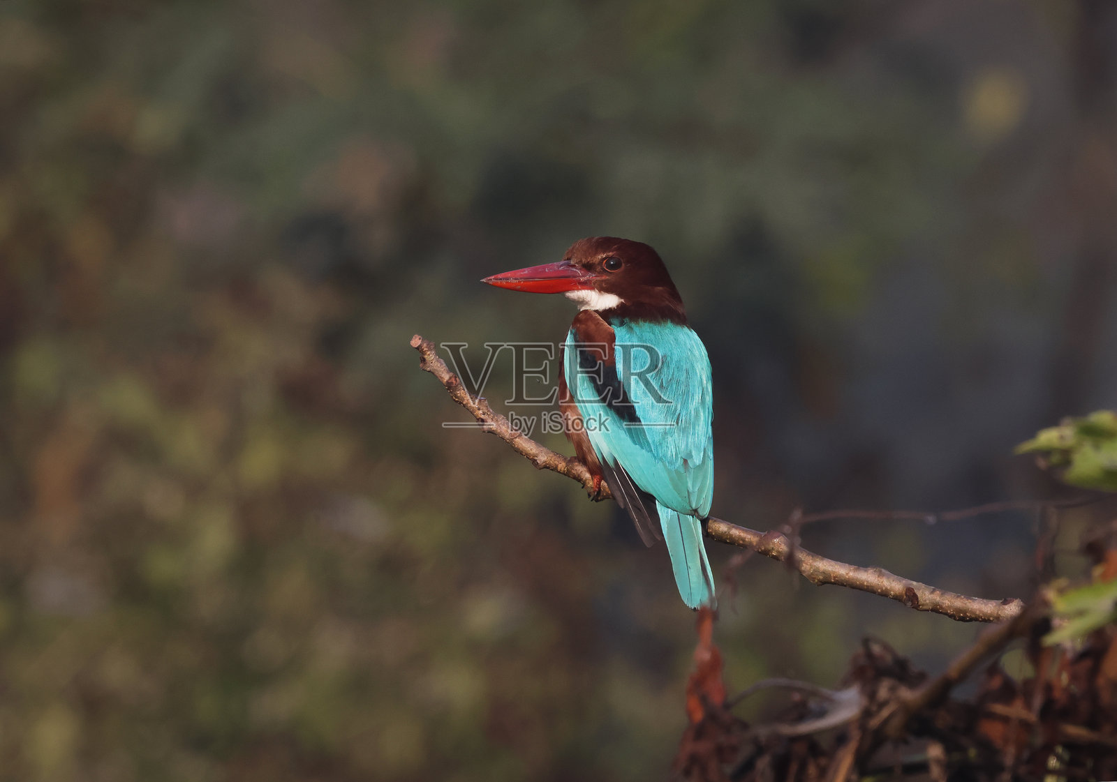 翠鸟栖息在树枝上。照片摄影图片