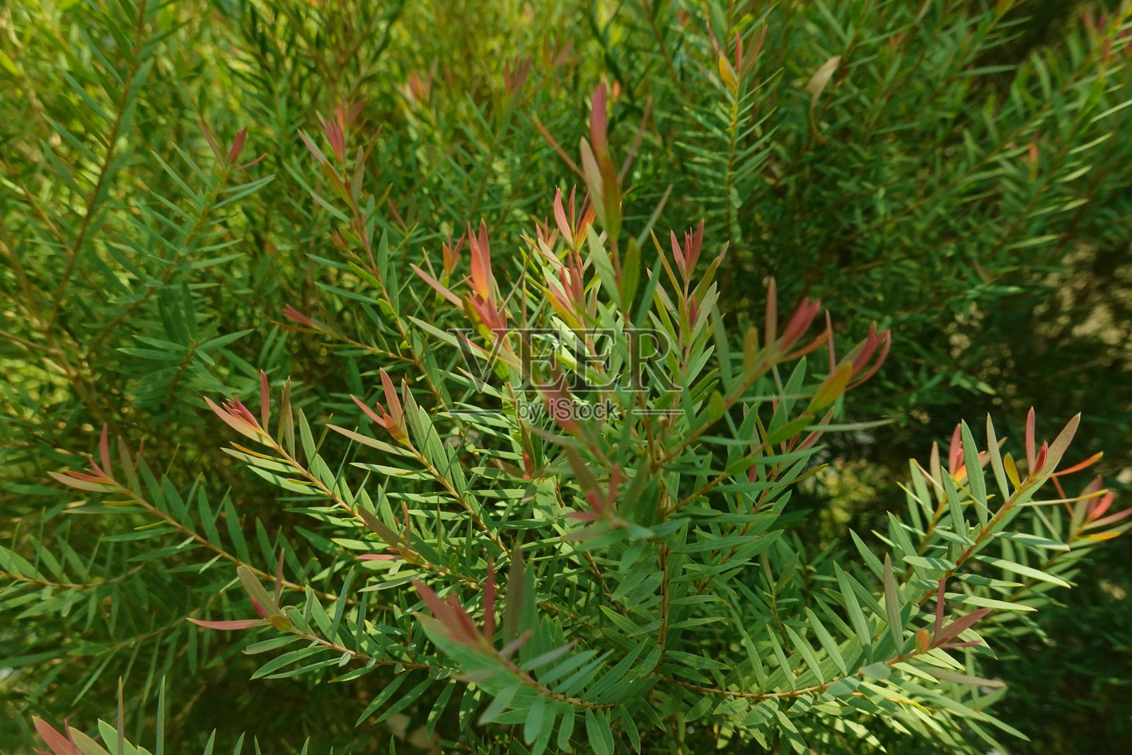 细叶茶树宏观叶片小世界照片摄影图片