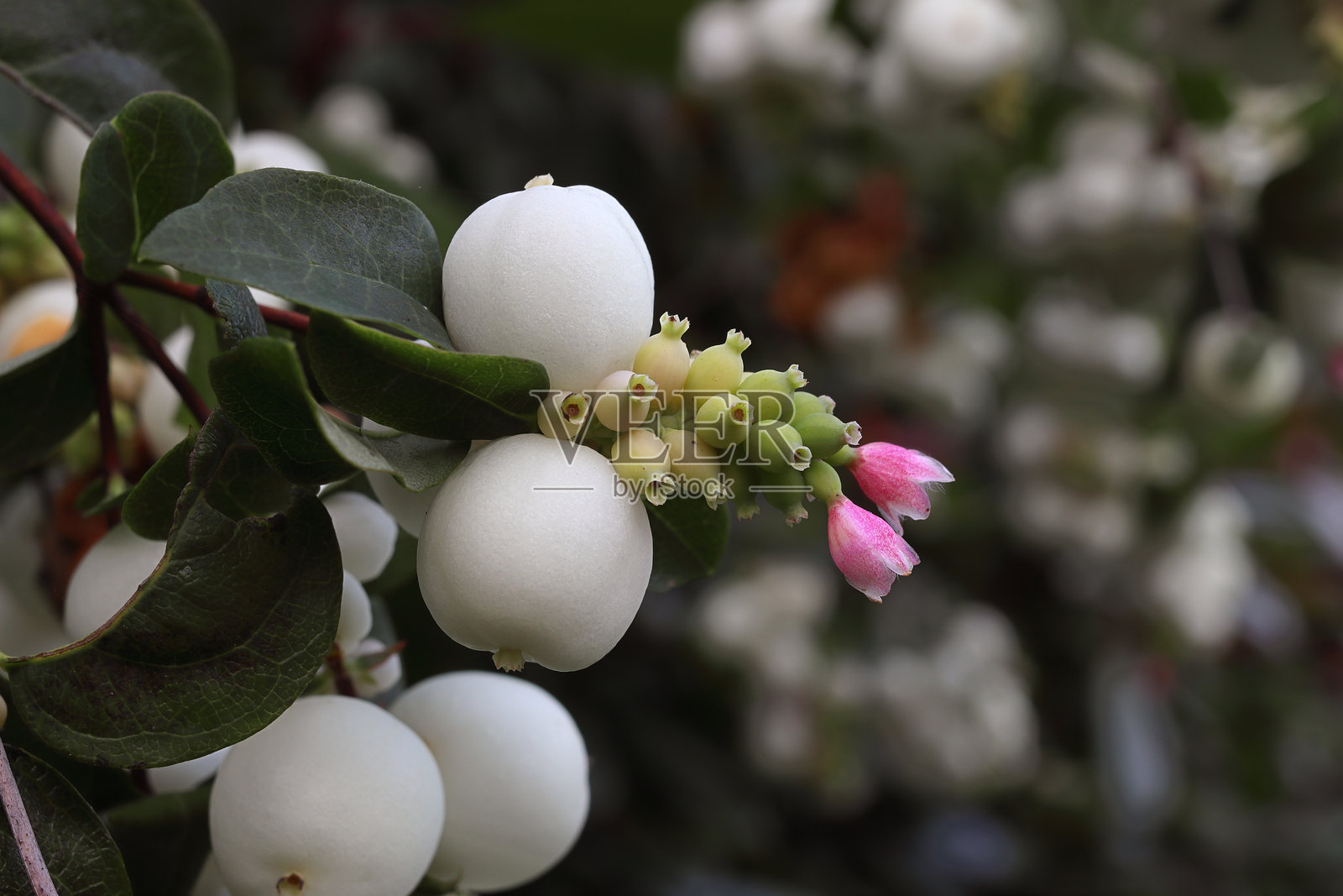 白色果实的白色雪果的浆果和花朵照片摄影图片
