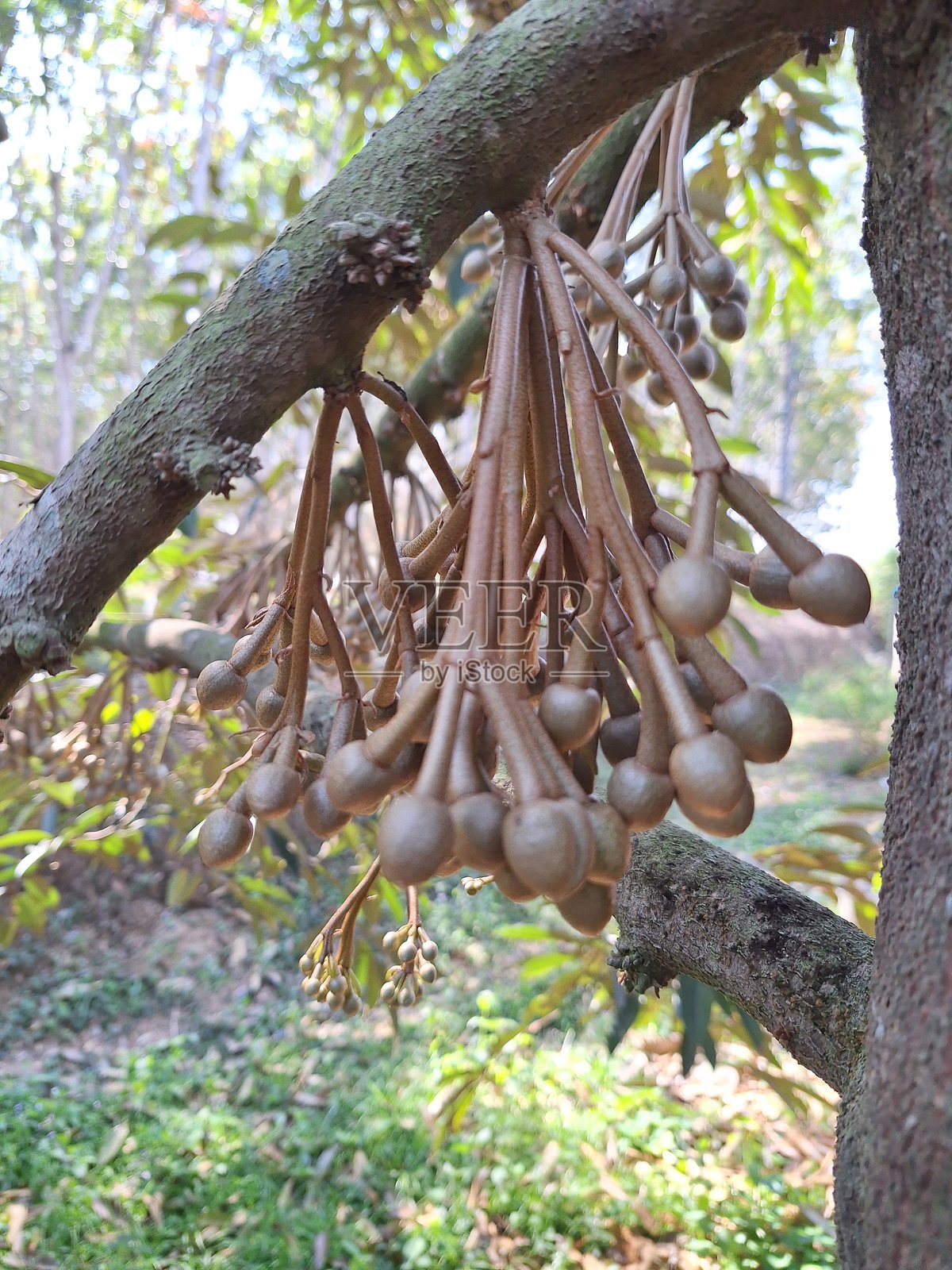 榴莲花蕾照片摄影图片