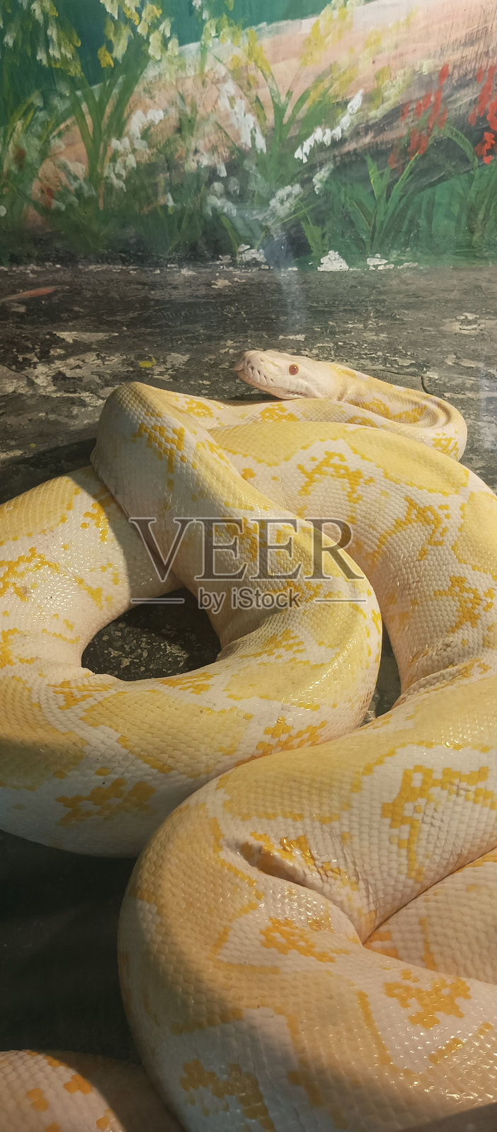 黄色和棕色蟒蛇照片摄影图片
