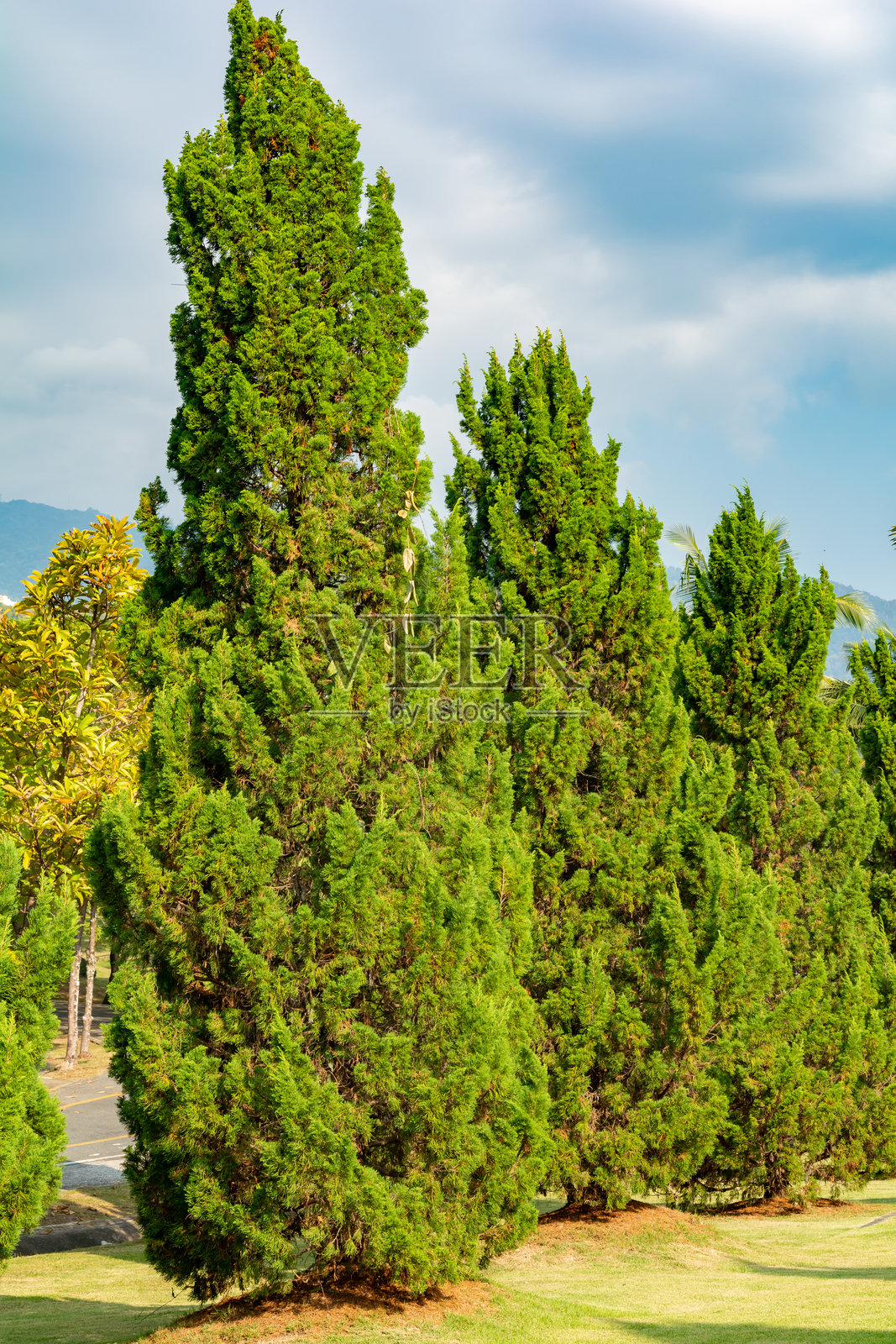 三棵高大的绿树排成一排。这些树在一个公园里，周围都是草。天空阴云密布，但太阳仍然透过云层照耀着照片摄影图片