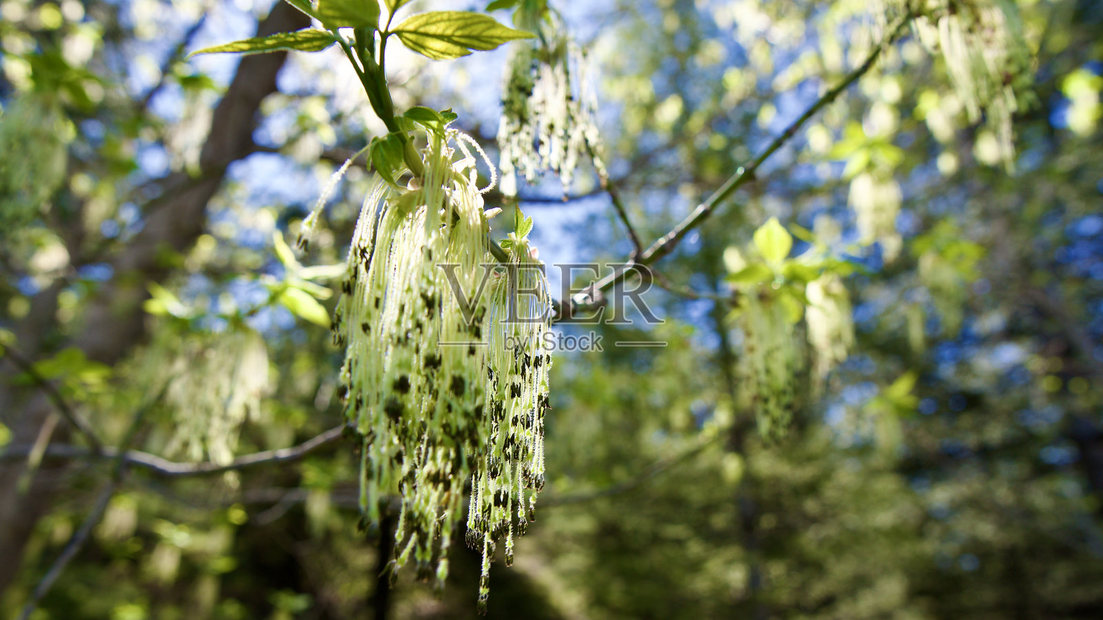 树木在春天开花。第一朵花和不同种类的植物的种子，比如枫树。叶子在蓝天前。照片摄影图片