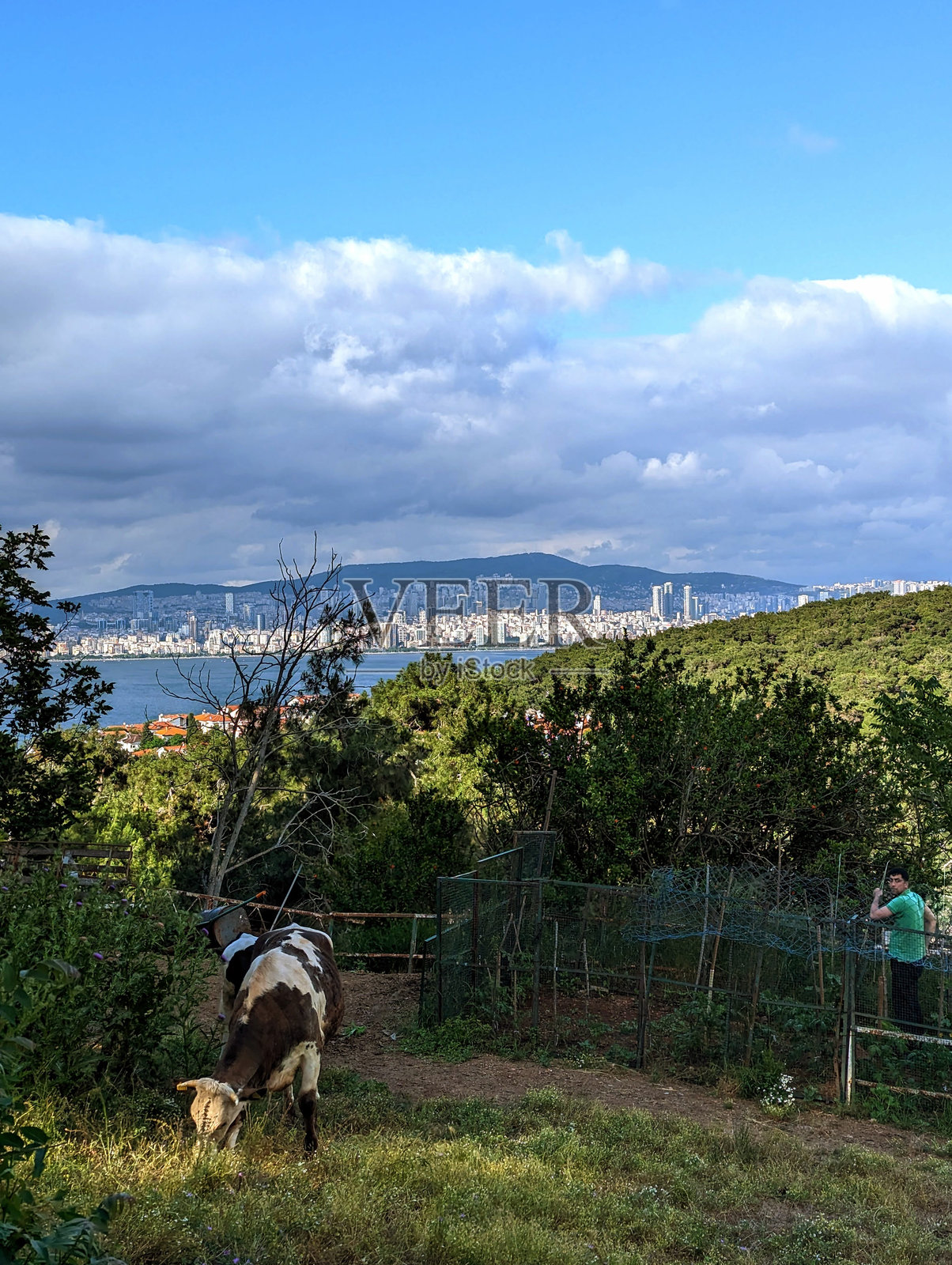 从BÃ¼yÃ¼卡达山上俯瞰海湾和伊斯坦布尔照片摄影图片