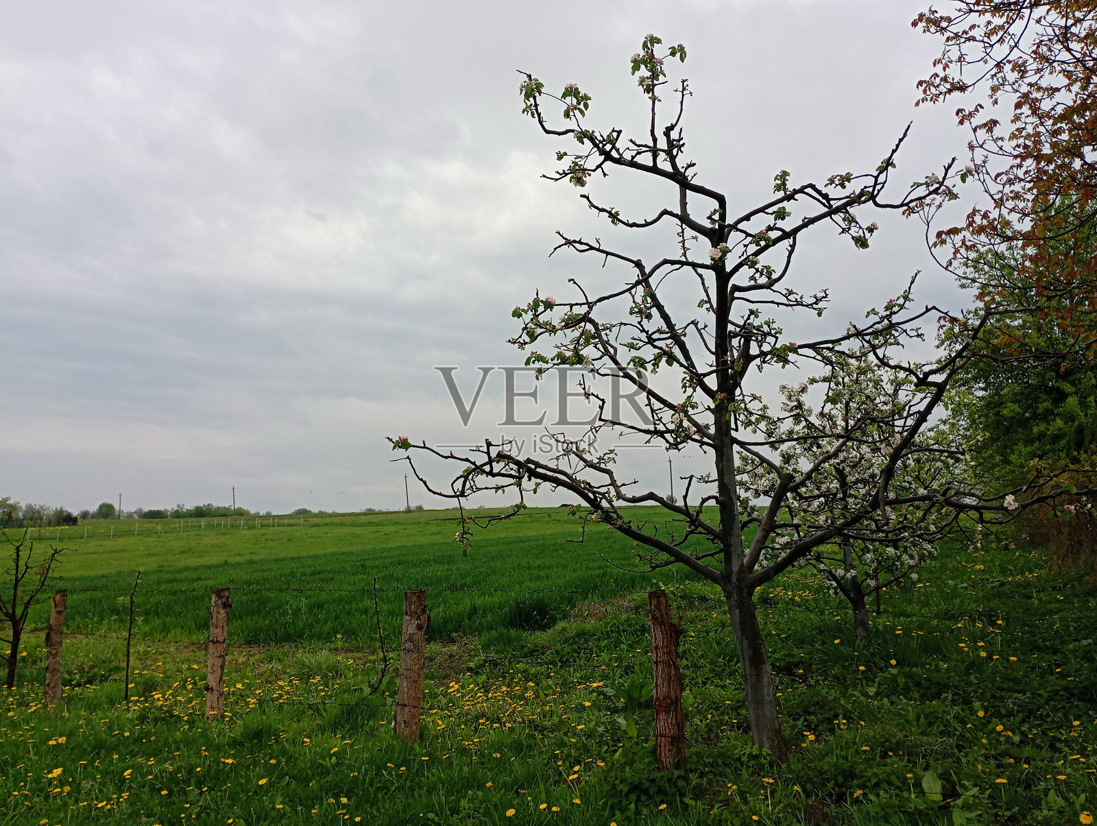 春天田野背景上的苹果树。苹果树的修剪过的树枝，上面开着白花。花园和果树。花园旁边的麦田。照片摄影图片