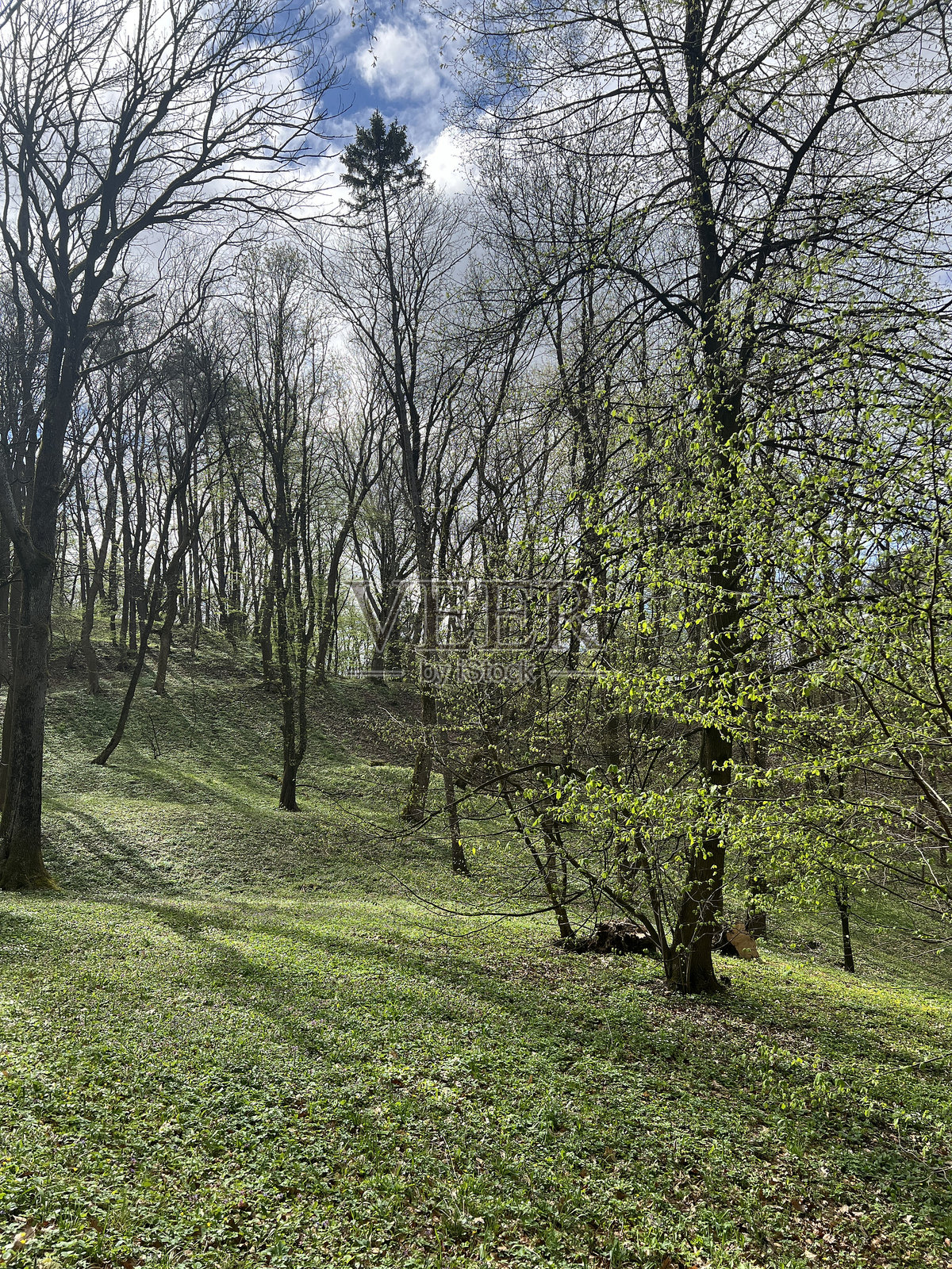 春天，蓝天下，公园里绿草如茵，绿树成荫照片摄影图片