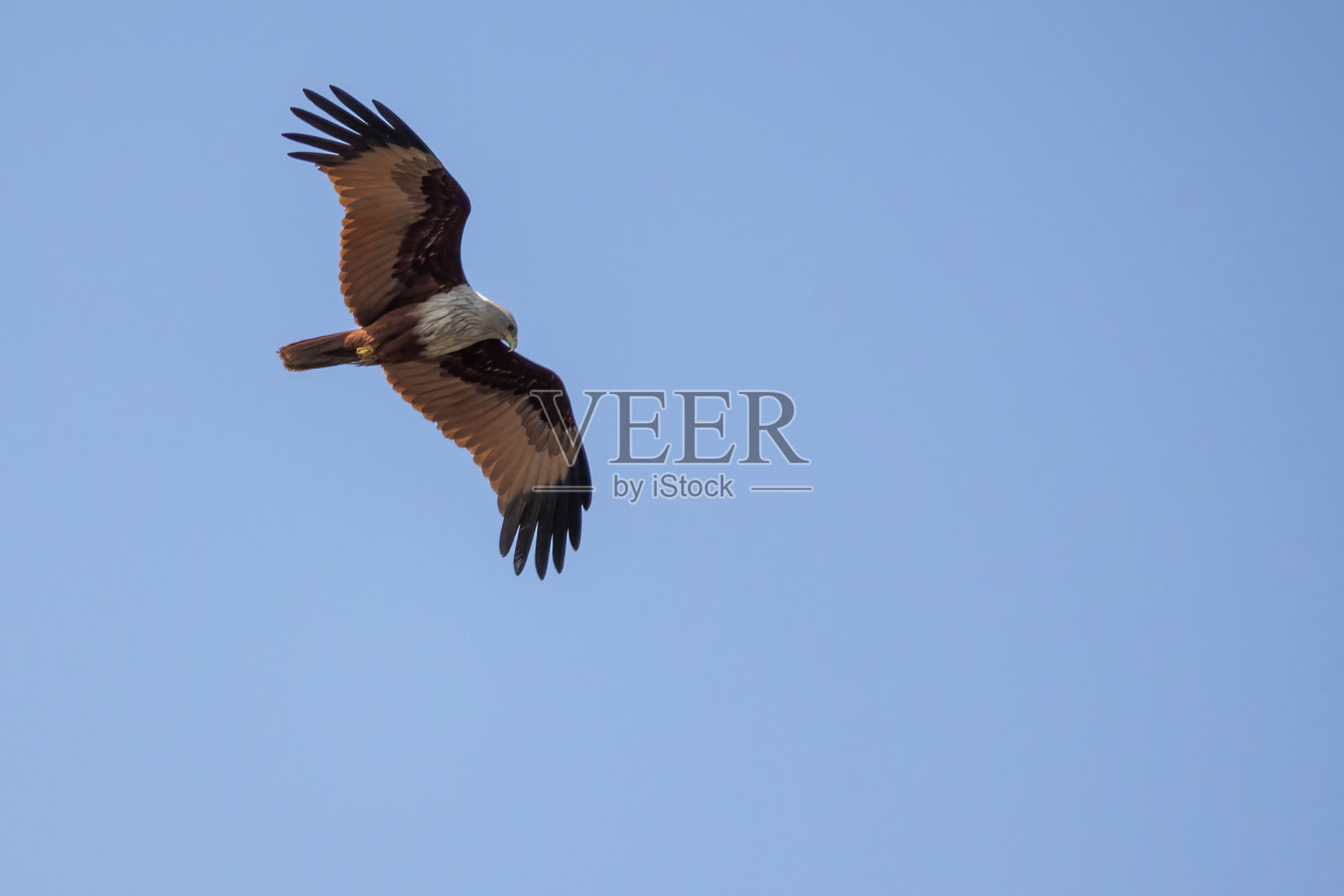 婆罗门风筝(halastur indus)展开翅膀，在蓝天上飞翔，寻找猎物。这种鸟也被称为红背海鹰，红背风筝，栗色白风筝，赤色鹰。照片摄影图片