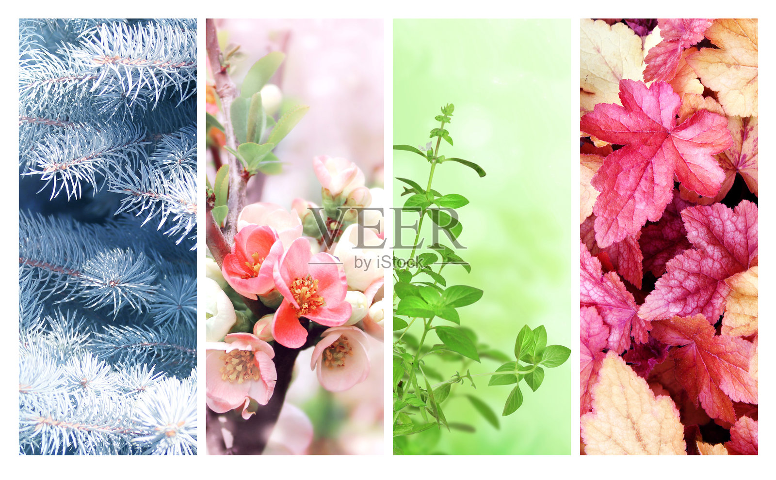 一年四季。一套垂直的自然横幅与冬天，春天，夏天和秋天的场景。自然拼贴与季节的风景。文本复制空间照片摄影图片