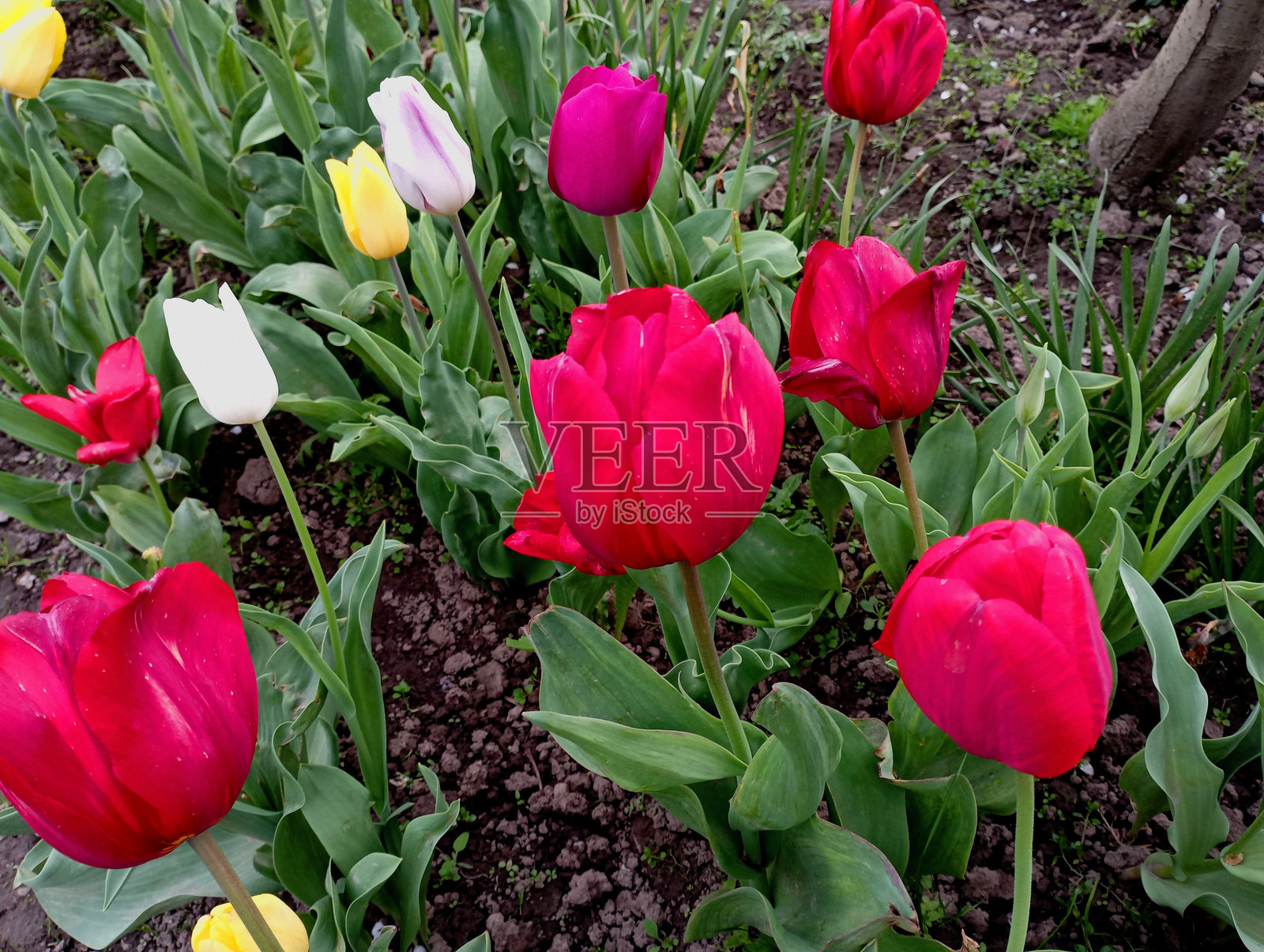 花坛上美丽的红色郁金香。关于在家种花的话题。植物和花。照片摄影图片
