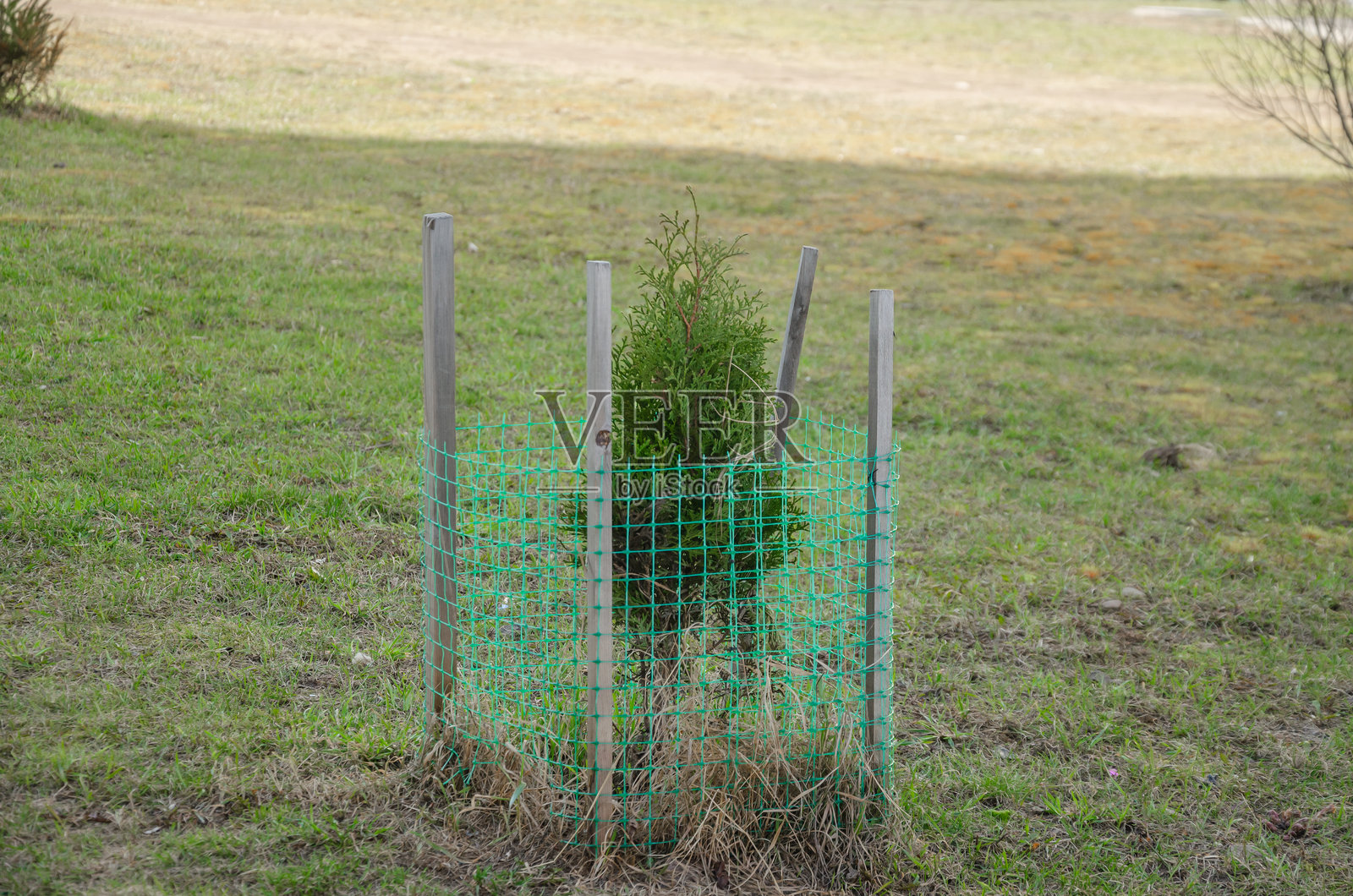 树苗种植在草坪上，用网覆盖照片摄影图片