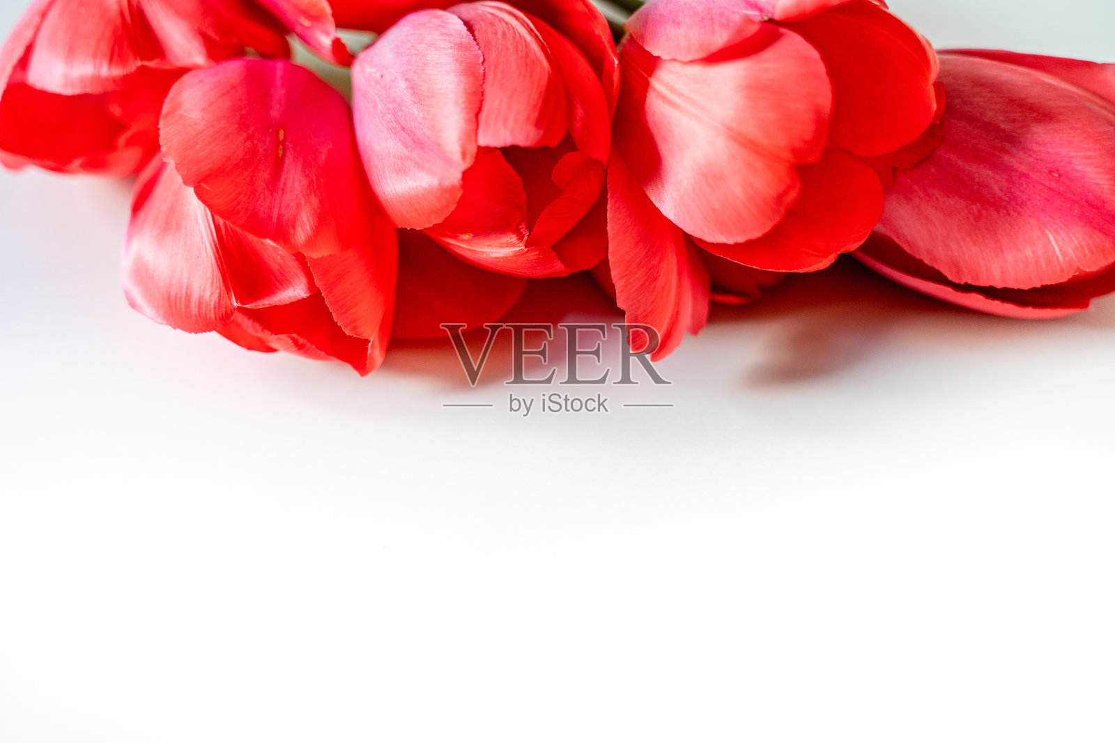 花瓣和花蕾的红色和猩红美丽的郁金香照片摄影图片